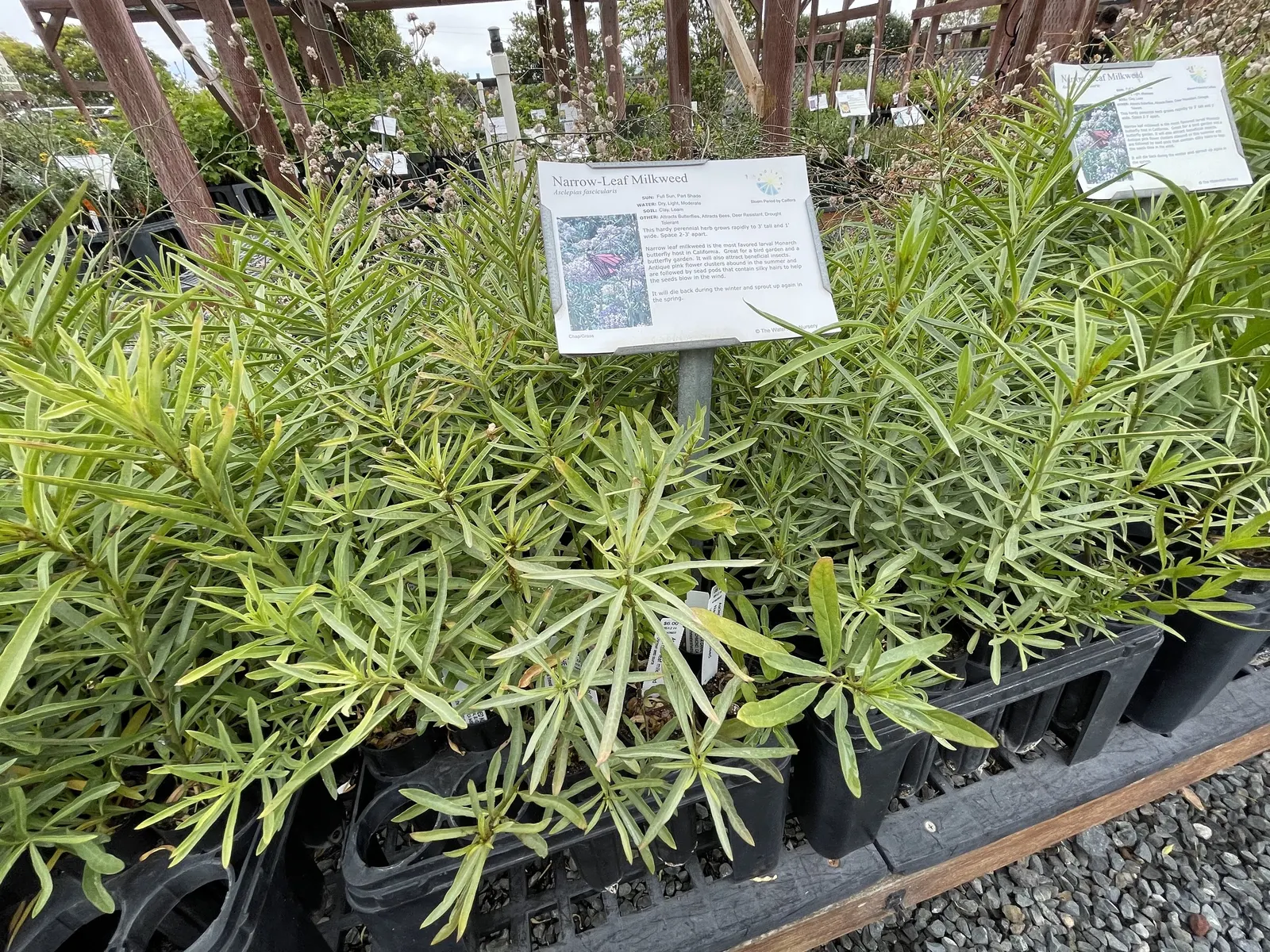 Narrow-Leaf Milkweed (Asclepias Fascicularis) — preferring well-drained soils