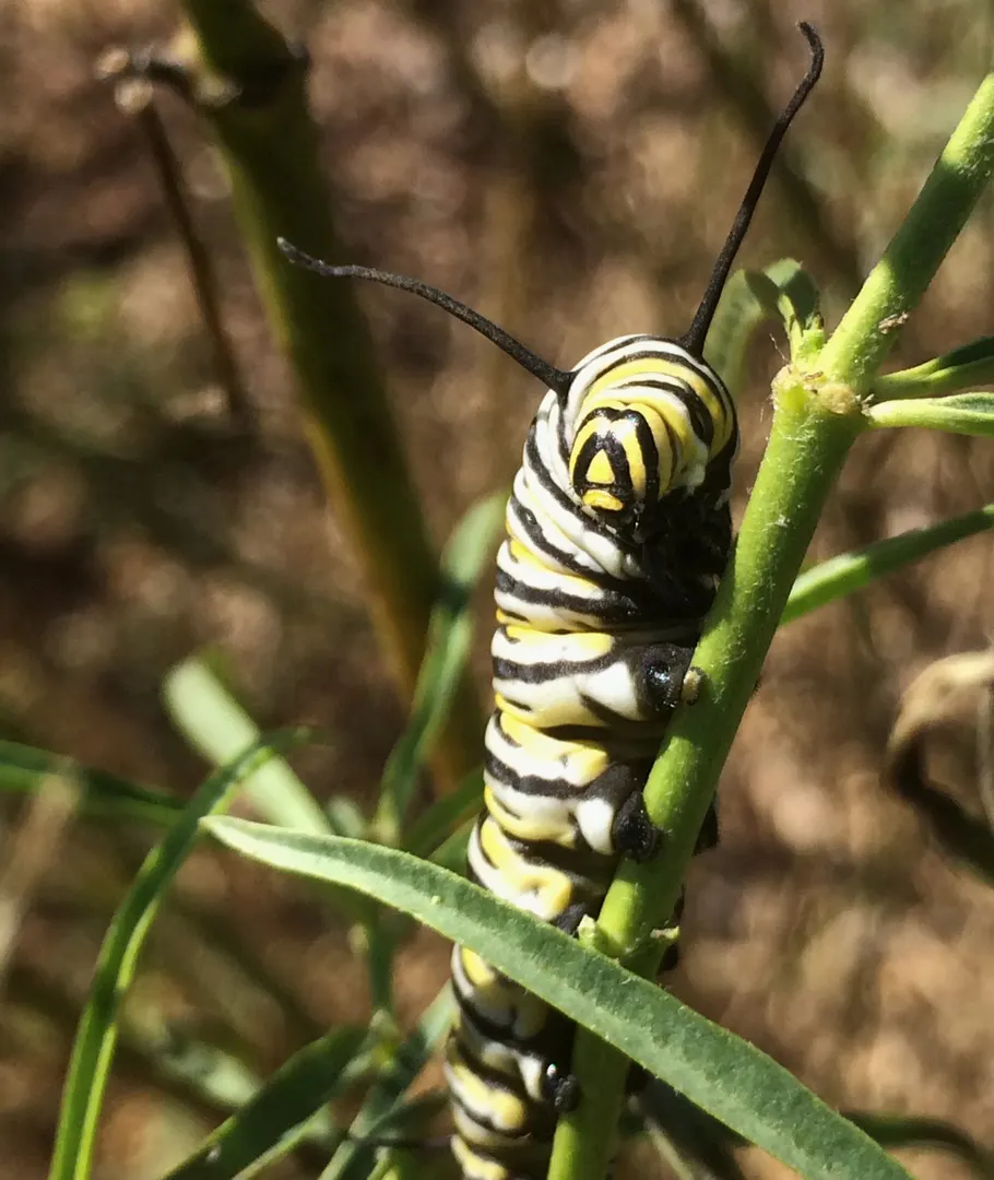 Narrow-Leaf Milkweed (Asclepias Fascicularis) — the Narrow-Leaf Milkweed thrives in full sun exposure