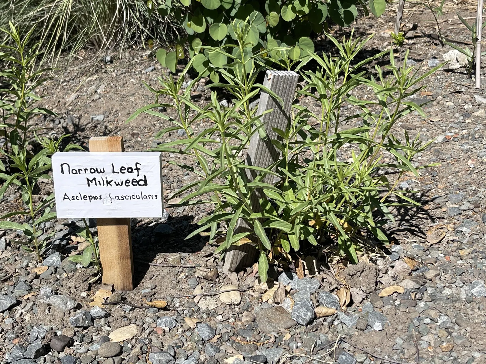 Narrow-Leaf Milkweed (Asclepias Fascicularis) — is a vital perennial for monarch butterflies