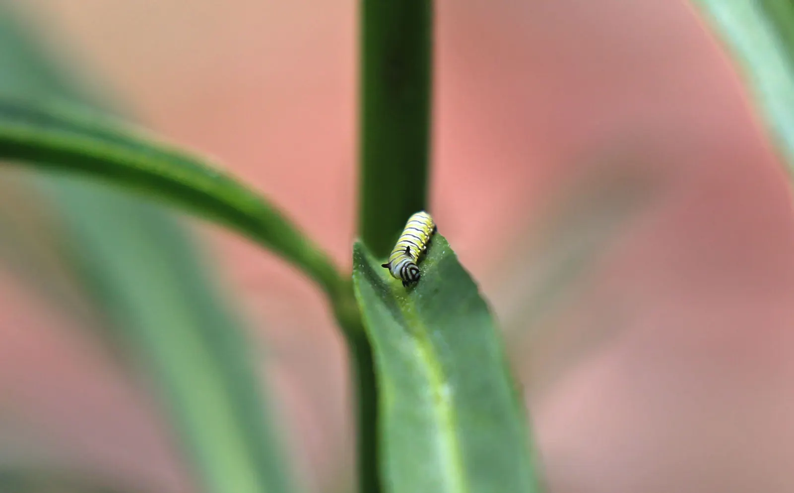 Narrow-Leaf Milkweed (Asclepias Fascicularis) — Essential for eco-friendly gardens