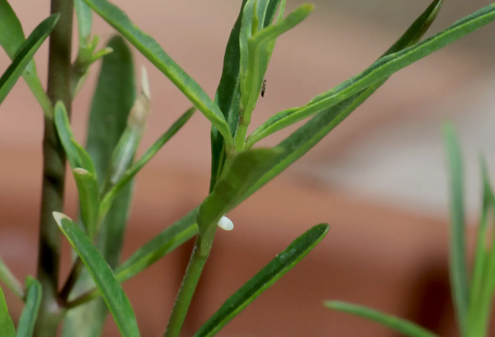 Narrow-Leaf Milkweed (Asclepias Fascicularis) — This North American native typically reaches heights of 1.5 to 2.5 feet