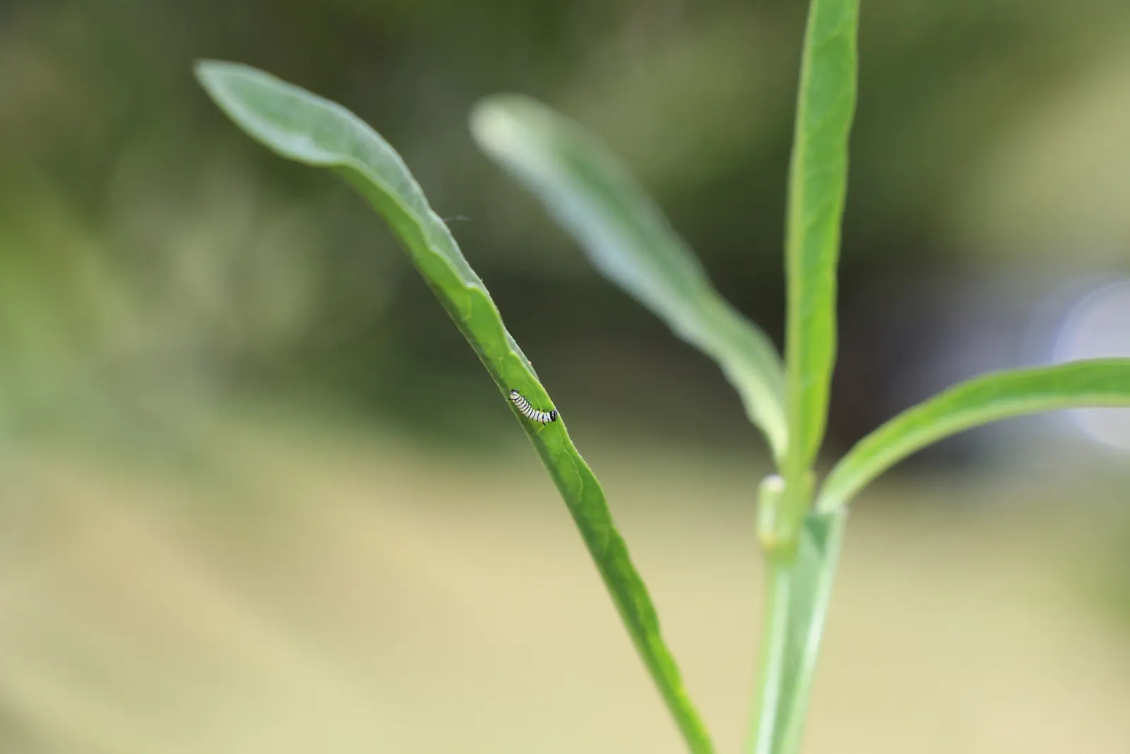 Narrow-Leaf Milkweed (Asclepias Fascicularis) — While drought-tolerant once established, moderate irrigation promotes optimal growth and flowering