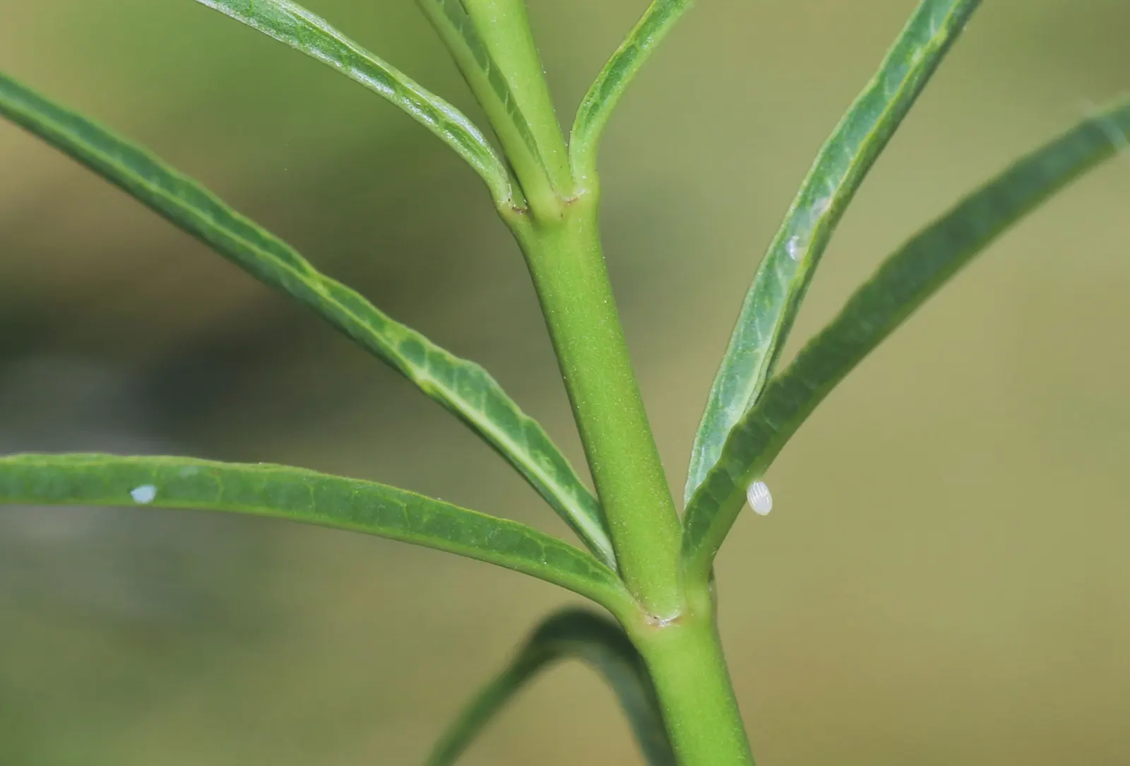 Narrow-Leaf Milkweed (Asclepias Fascicularis) — offering nectar and larval food