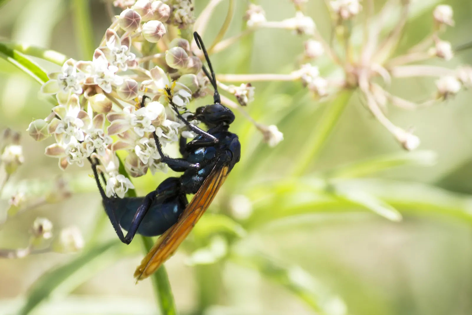Narrow-Leaf Milkweed (Asclepias Fascicularis) — scientifically named Asclepias fascicularis