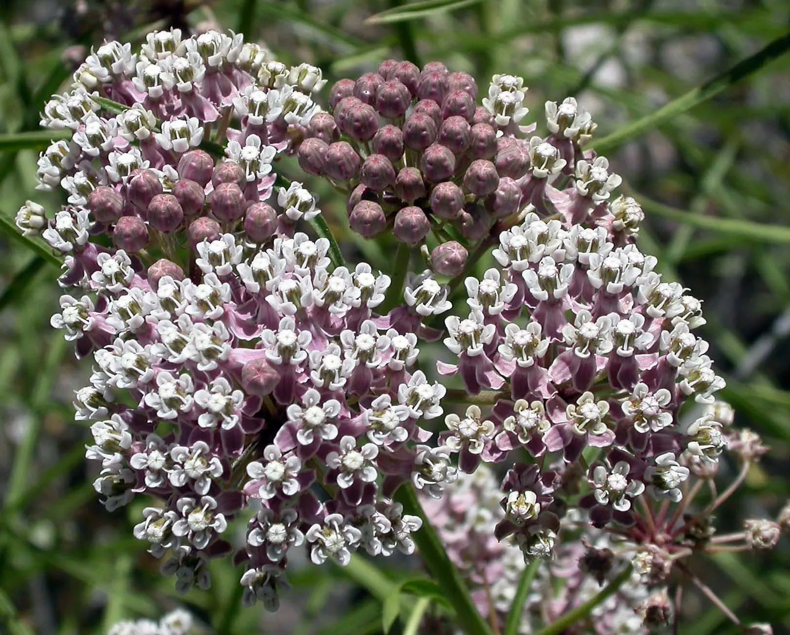 Narrow-Leaf Milkweed (Asclepias Fascicularis) — with a spread of around 1.5 feet