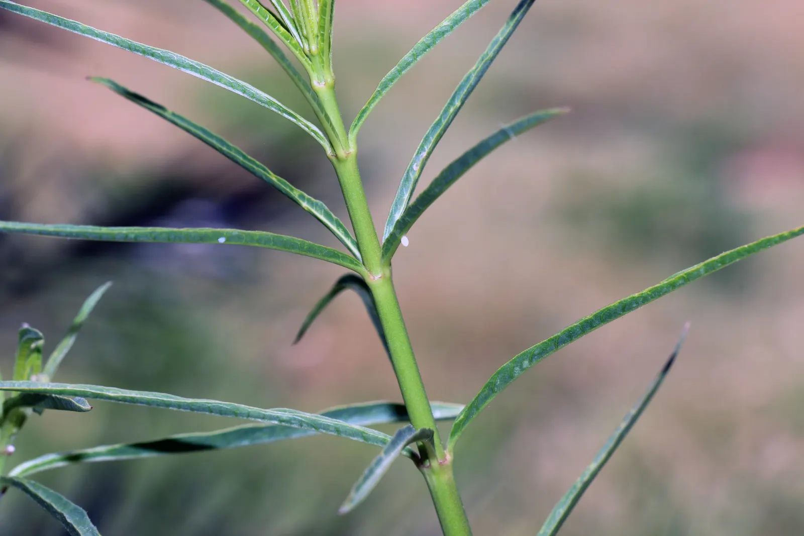 Narrow-Leaf Milkweed (Asclepias Fascicularis) — With slender leaves, this plant thrives in USDA zones 7-10, reaching 1.5-2.5 feet in height and 1-2 feet wide