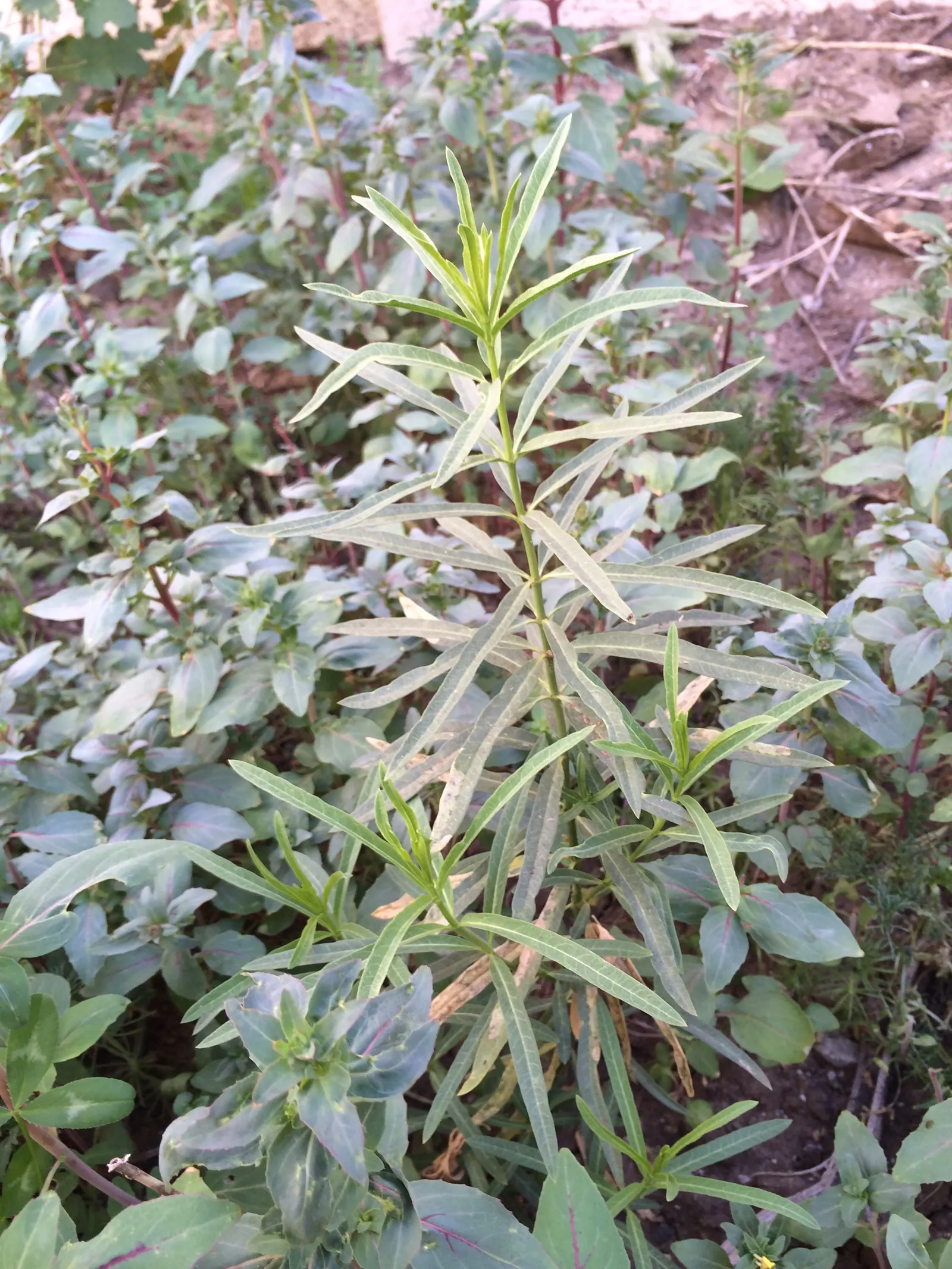 Narrow-Leaf Milkweed (Asclepias Fascicularis) — Prefers full sun and well-drained soil; drought-tolerant once established