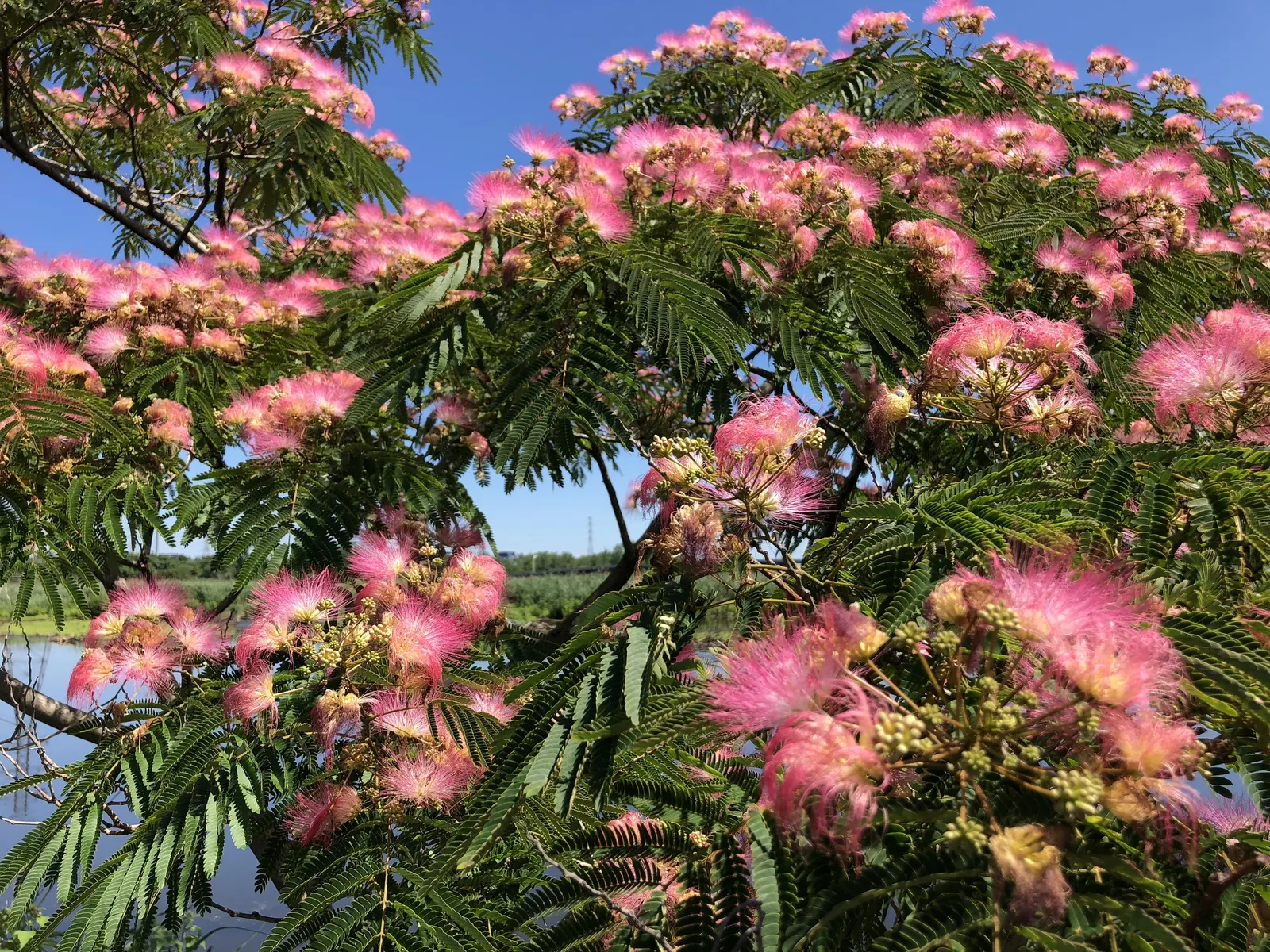 Rosea Silk Tree (Albizia Julibrissin 'Rosea') — This deciduous tree is noted for its unique