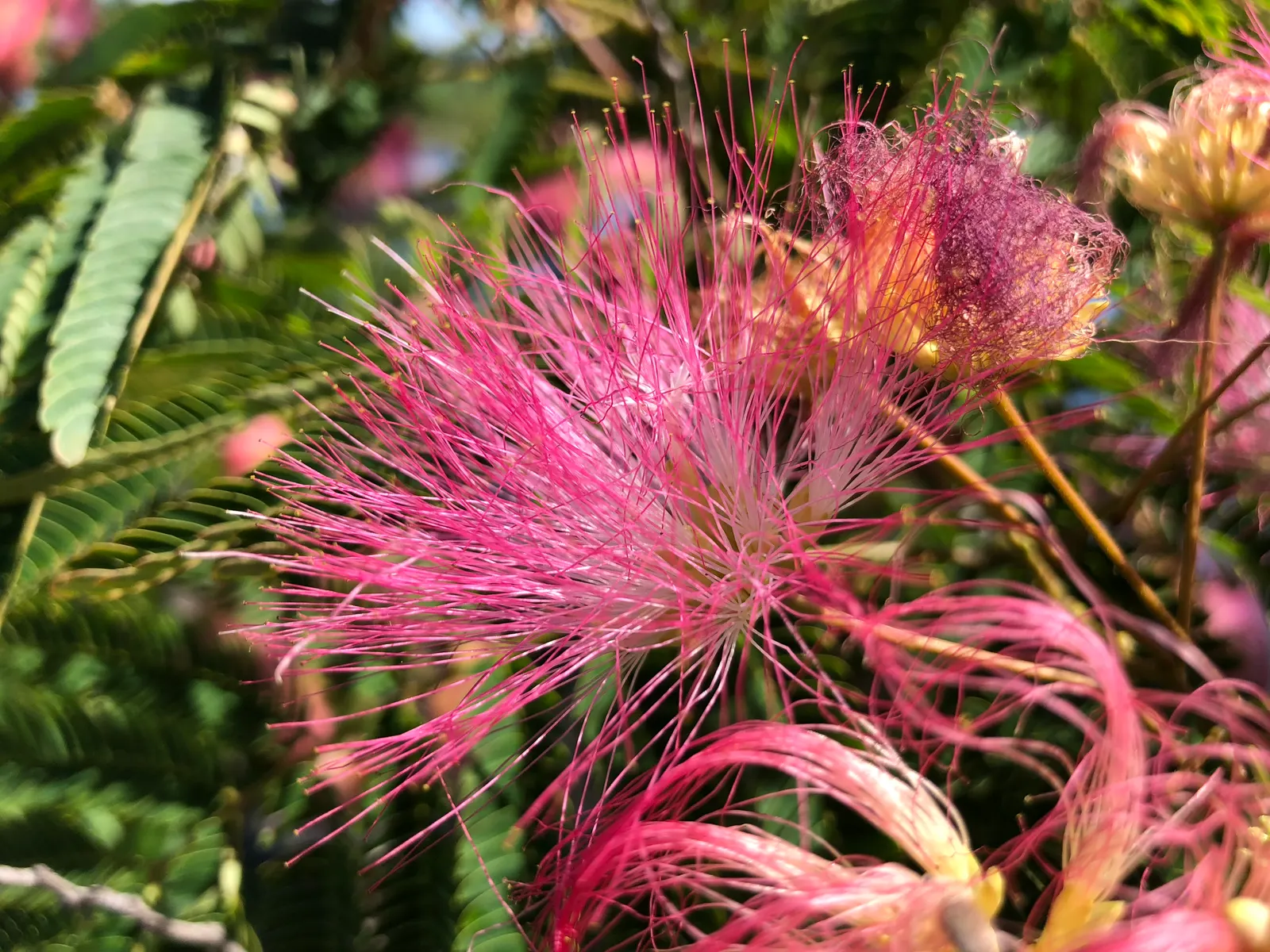 Rosea Silk Tree (Albizia Julibrissin 'Rosea') — which span 10 to 20 inches in length