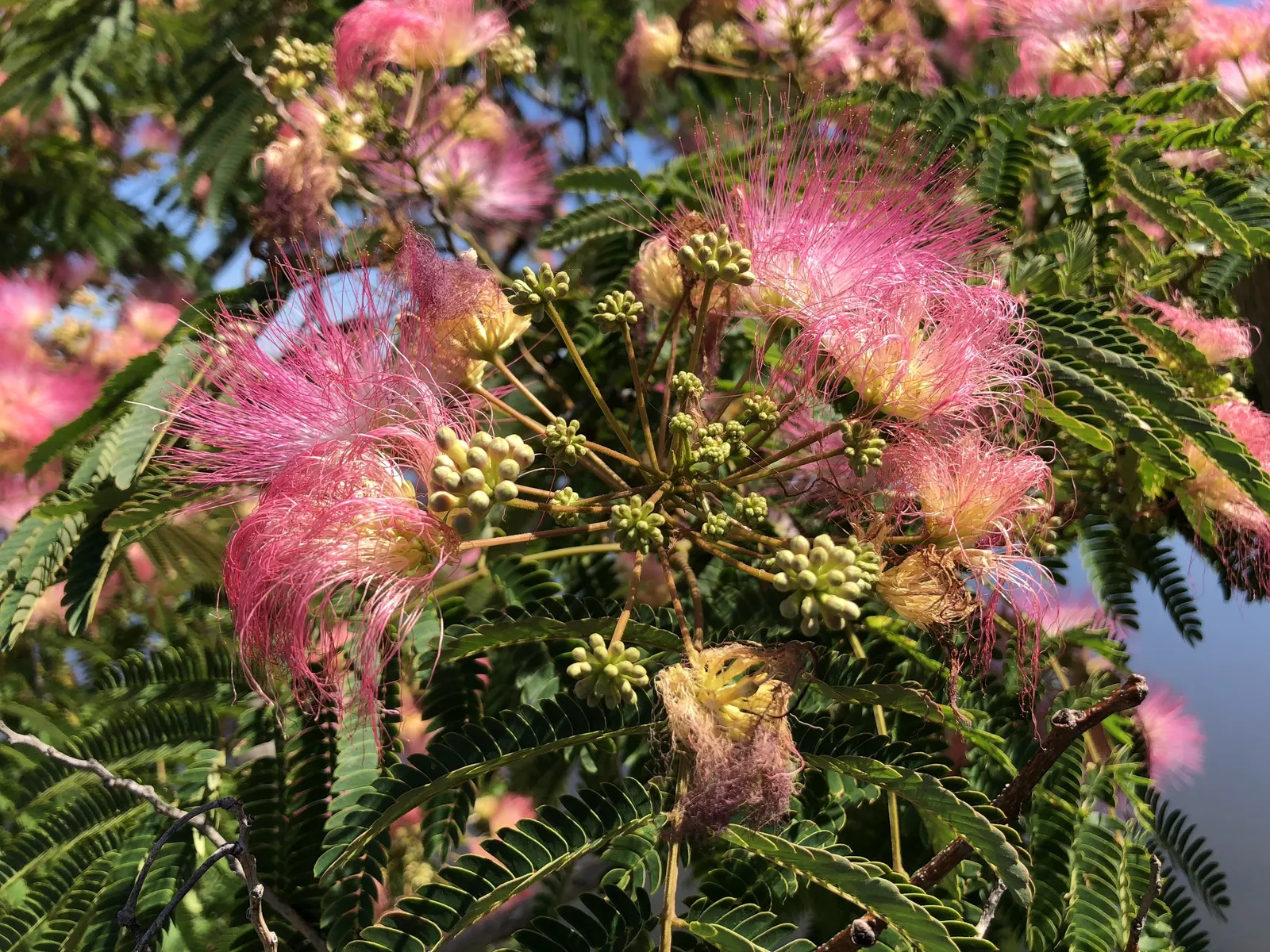 Rosea Silk Tree (Albizia Julibrissin 'Rosea') — presents a captivating choice for any landscape design aimed at adding a touch of exotic elegance
