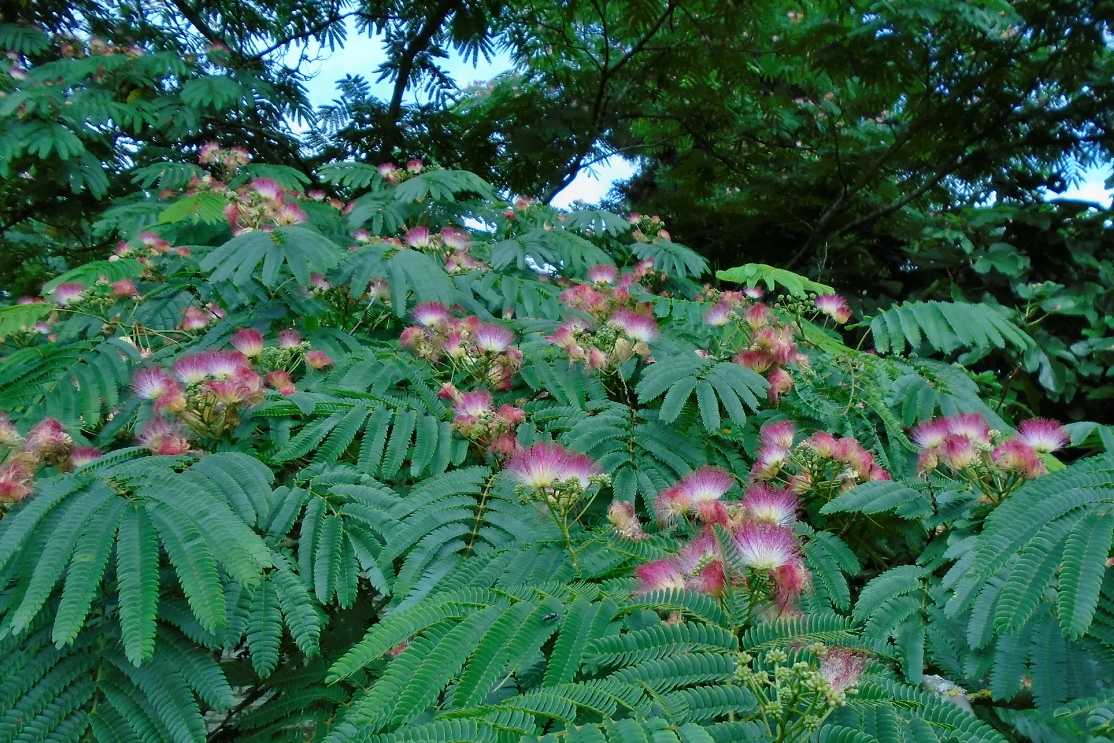 Rosea Silk Tree (Albizia Julibrissin 'Rosea') — It prefers full sun to partial shade and flourishes in USDA hardiness zones 6 through 9