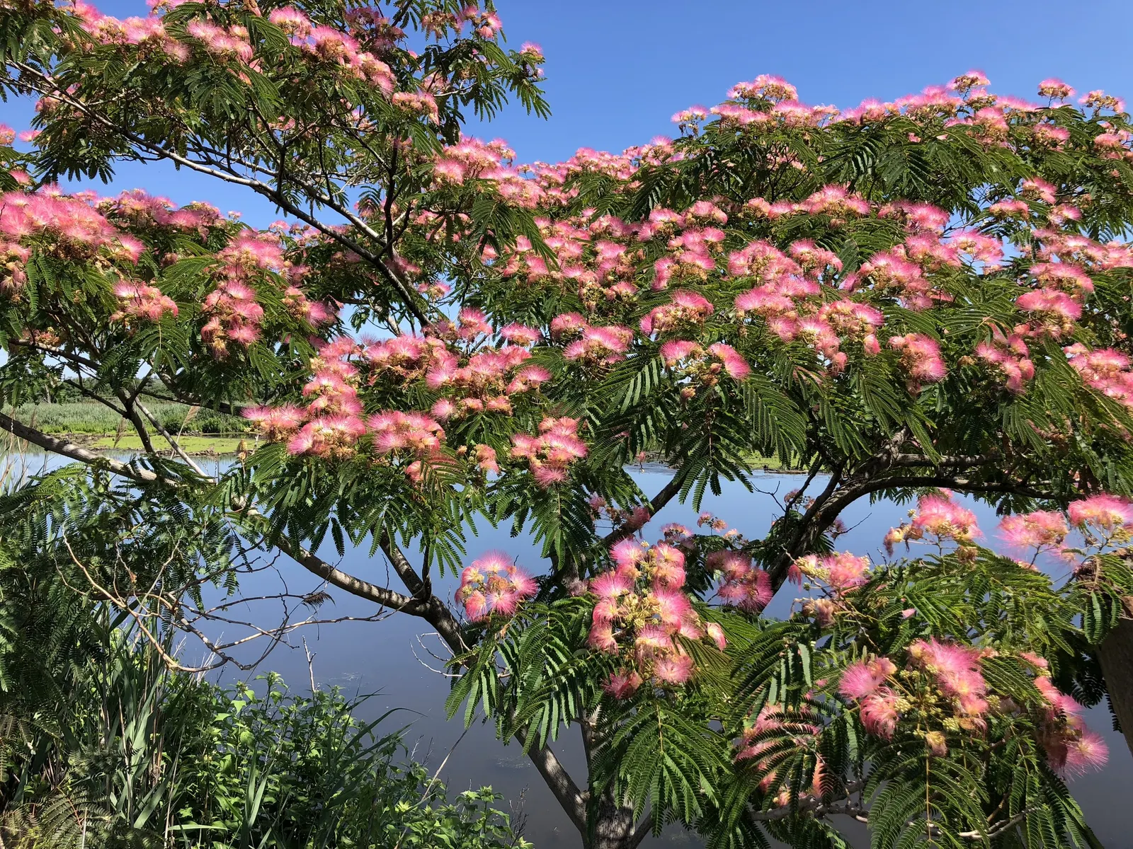Rosea Silk Tree (Albizia Julibrissin 'Rosea') — the Rosea Silk Tree bursts into bloom with distinctive fluffy