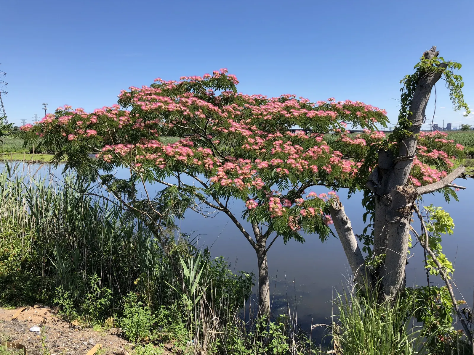 Rosea Silk Tree (Albizia Julibrissin 'Rosea') — The Rosea Silk Tree (Albizia julibrissin 'Rosea') adds a touch of elegance with its fluffy