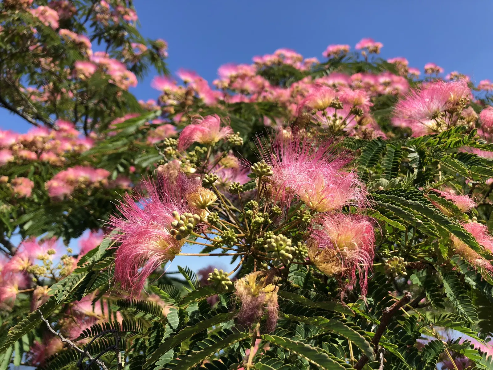 Rosea Silk Tree (Albizia Julibrissin 'Rosea') — commonly referred to as the Rosea Silk Tree