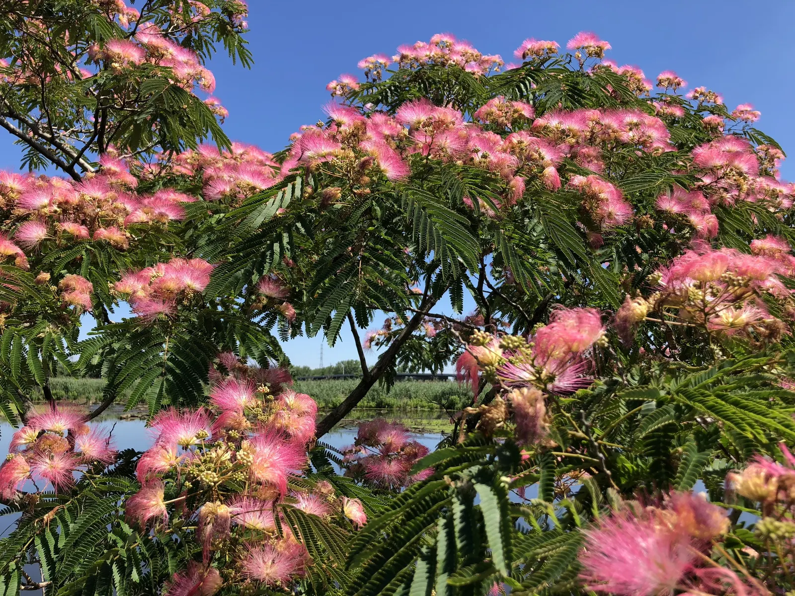 Rosea Silk Tree (Albizia Julibrissin 'Rosea') — this mid-sized tree is an ideal focal point for medium-sized gardens