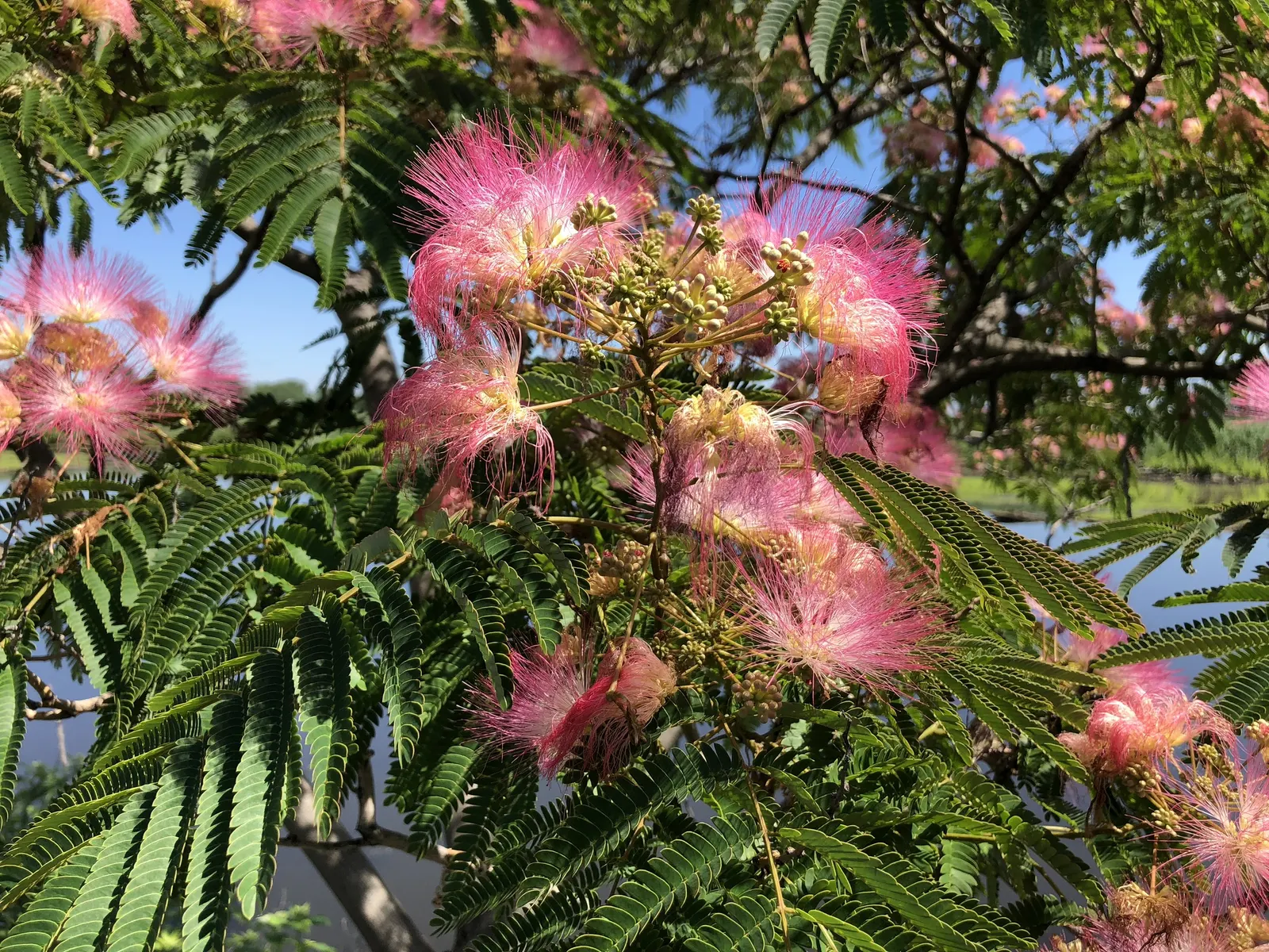 Rosea Silk Tree (Albizia Julibrissin 'Rosea') — Use as a focal point in open landscapes