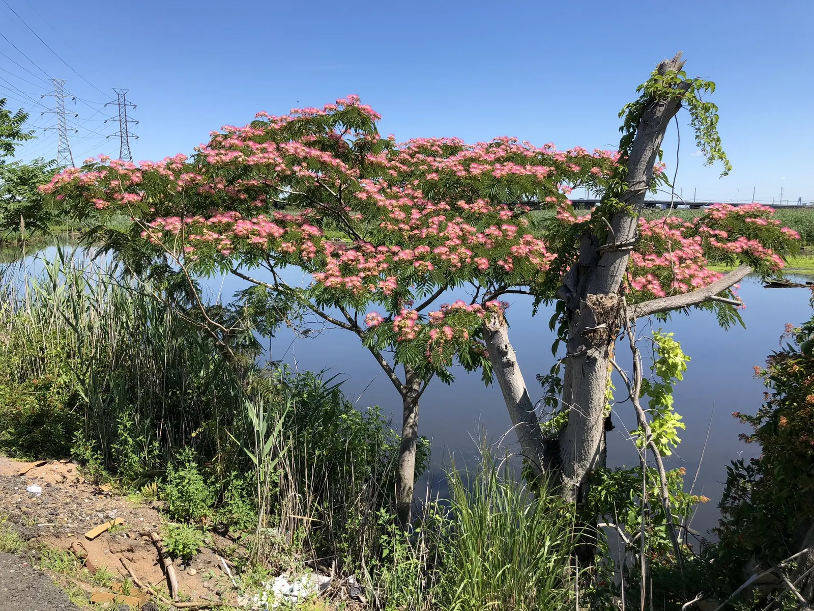 Rosea Silk Tree (Albizia Julibrissin 'Rosea') — Fast-growing, it's drought-tolerant and prefers well-draining soil