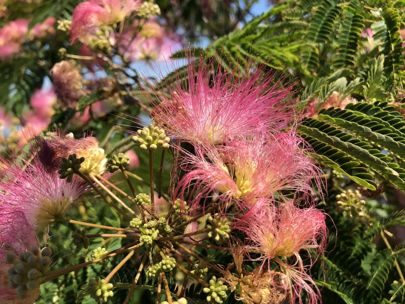 Rosea Silk Tree (Albizia Julibrissin 'Rosea') — Beware: it can self-seed and spread, requiring control in some areas