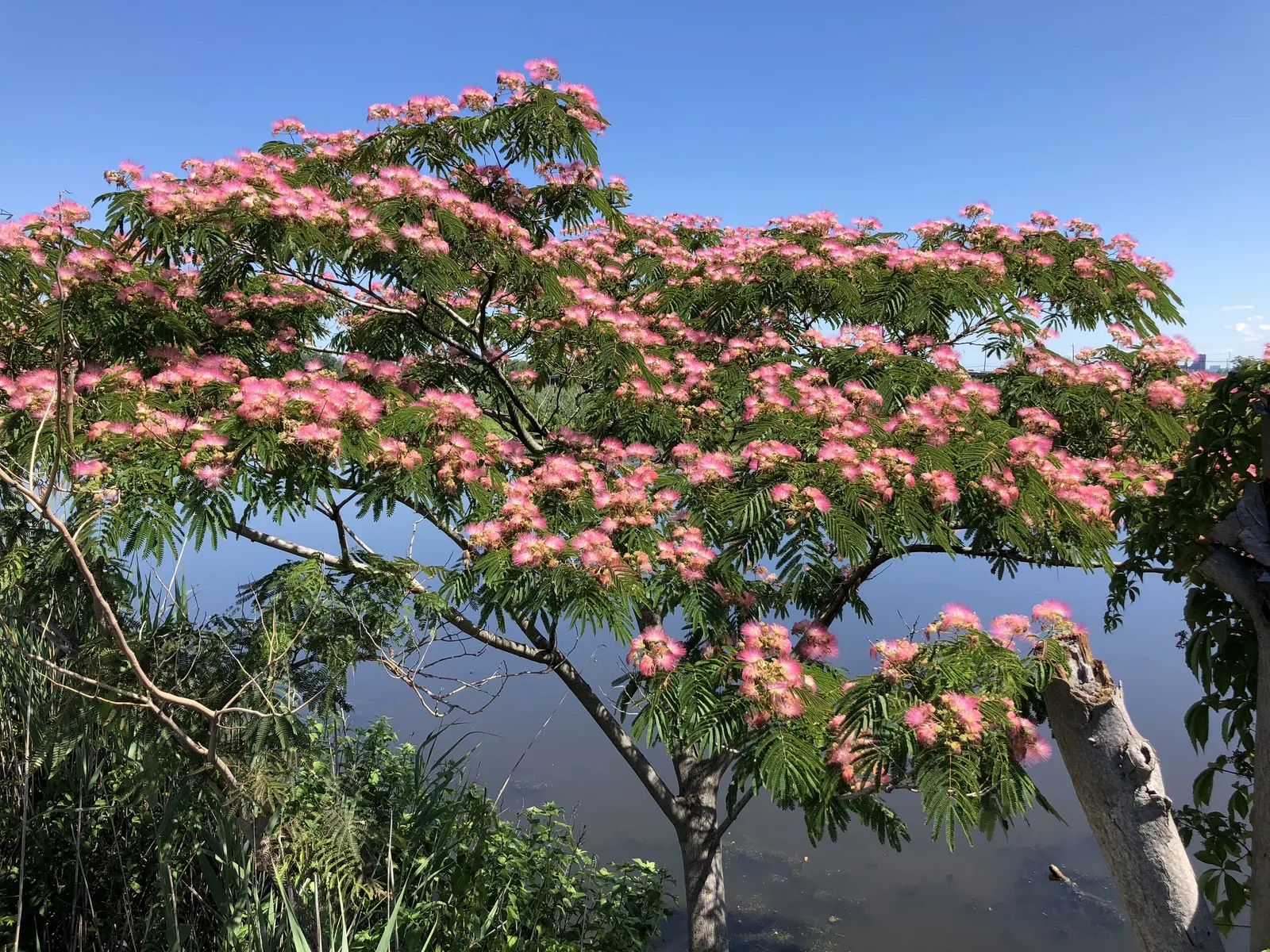 Rosea Silk Tree (Albizia Julibrissin 'Rosea') — Its broad, umbrella-like canopy offers dappled shade