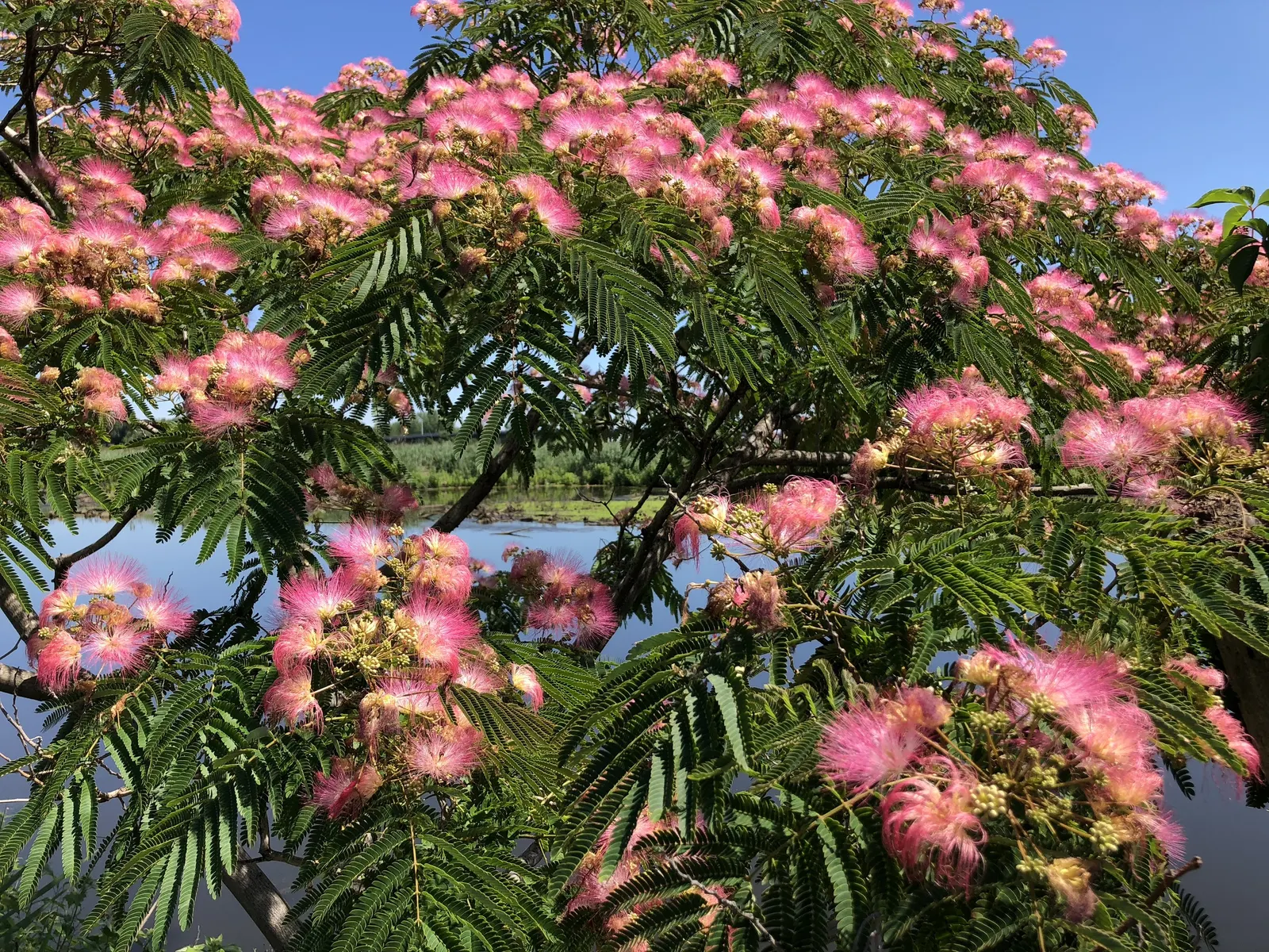 Rosea Silk Tree (Albizia Julibrissin 'Rosea') — bipinnately compound leaves
