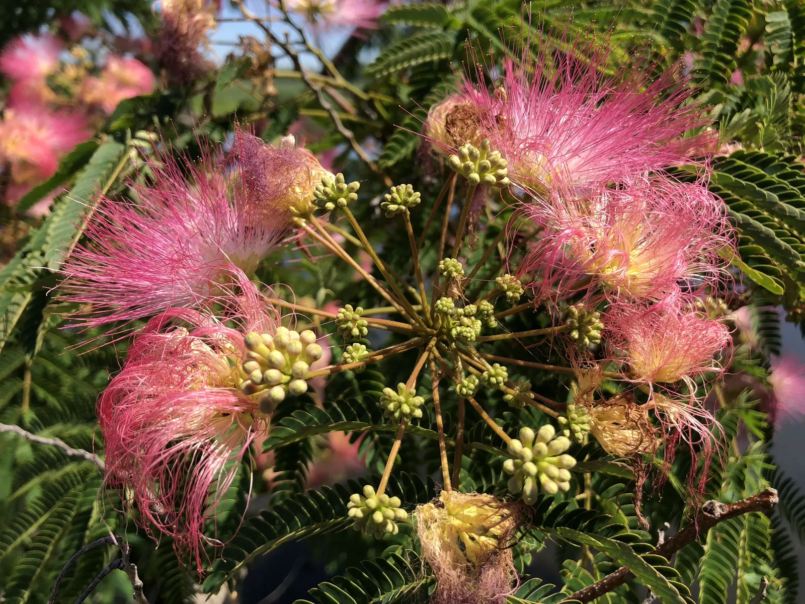 Rosea Silk Tree (Albizia Julibrissin 'Rosea') — Hardy in zones 6-9, it thrives in full sun, growing to 20-25 feet high with an equal spread