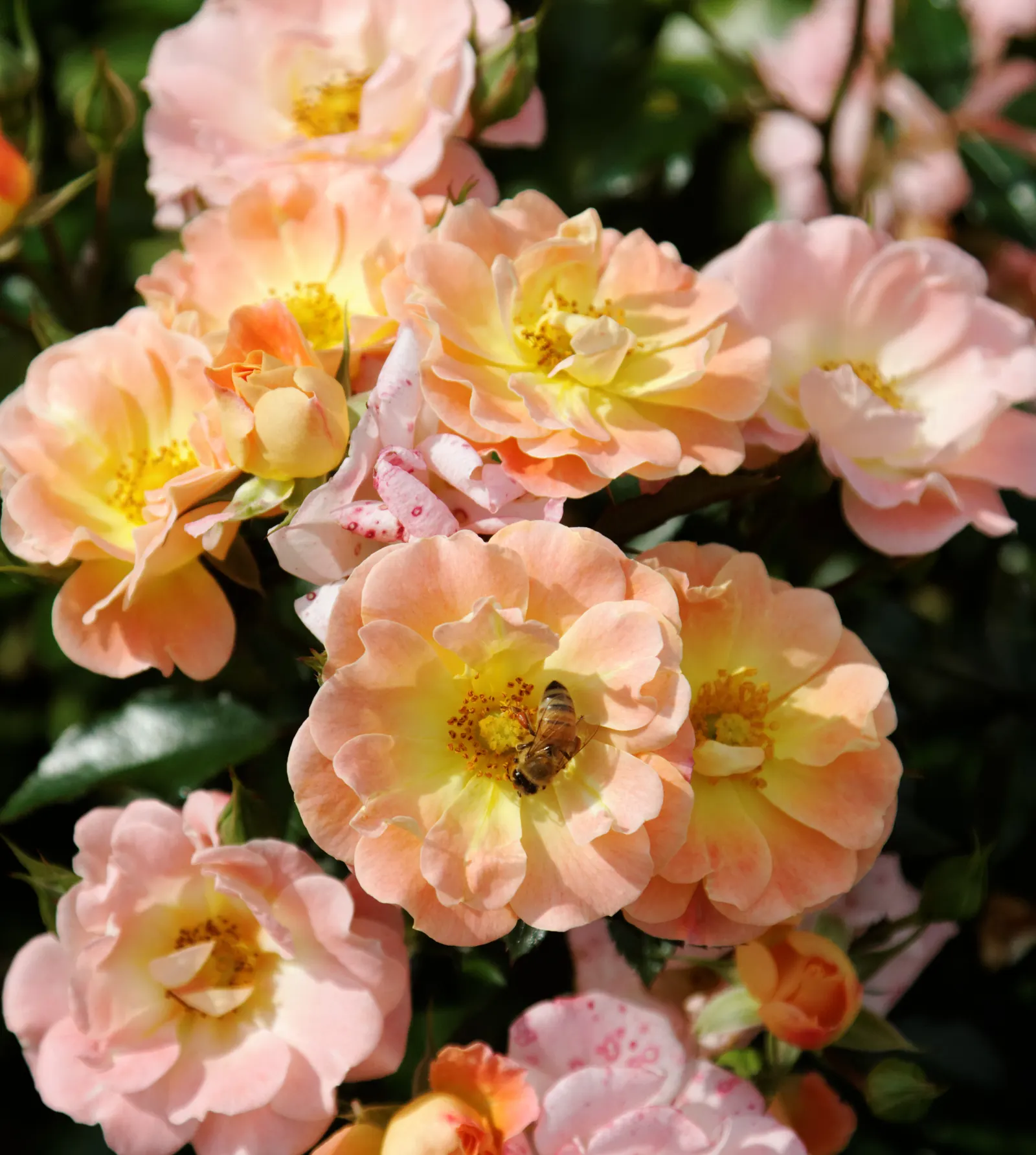 Peach Drift Rose (Rosa 'Peach Drift') — bursting forth with color from mid-spring until the first hard frost