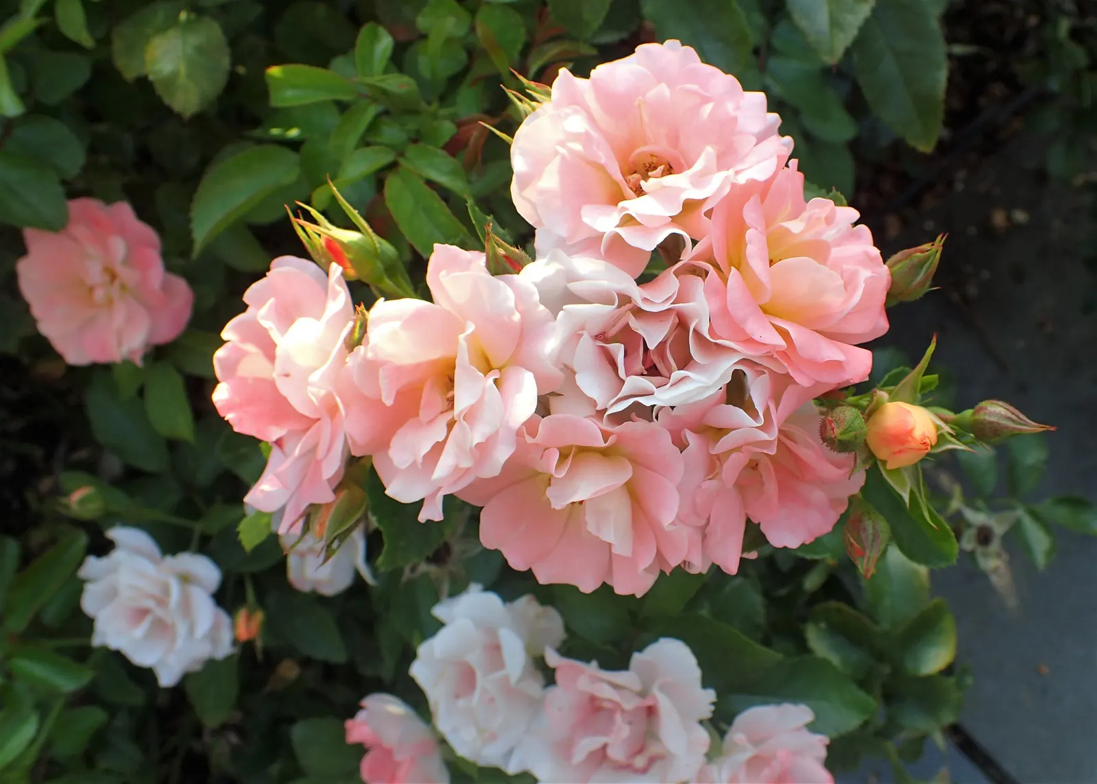 Peach Drift Rose (Rosa 'Peach Drift') — long-lasting color to any landscape design