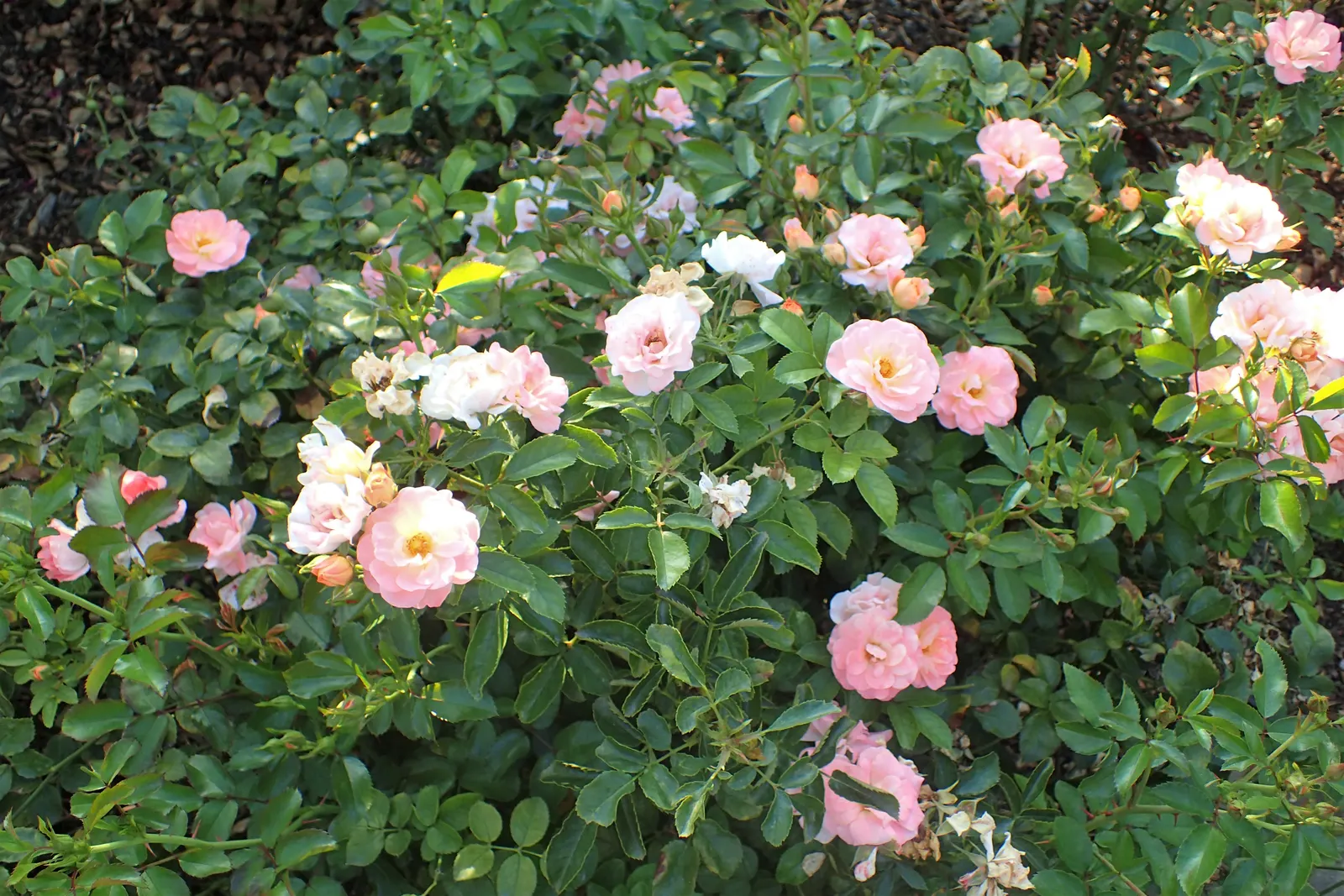Peach Drift Rose (Rosa 'Peach Drift') — The Peach Drift Rose exhibits a captivating cascade of light peach blooms