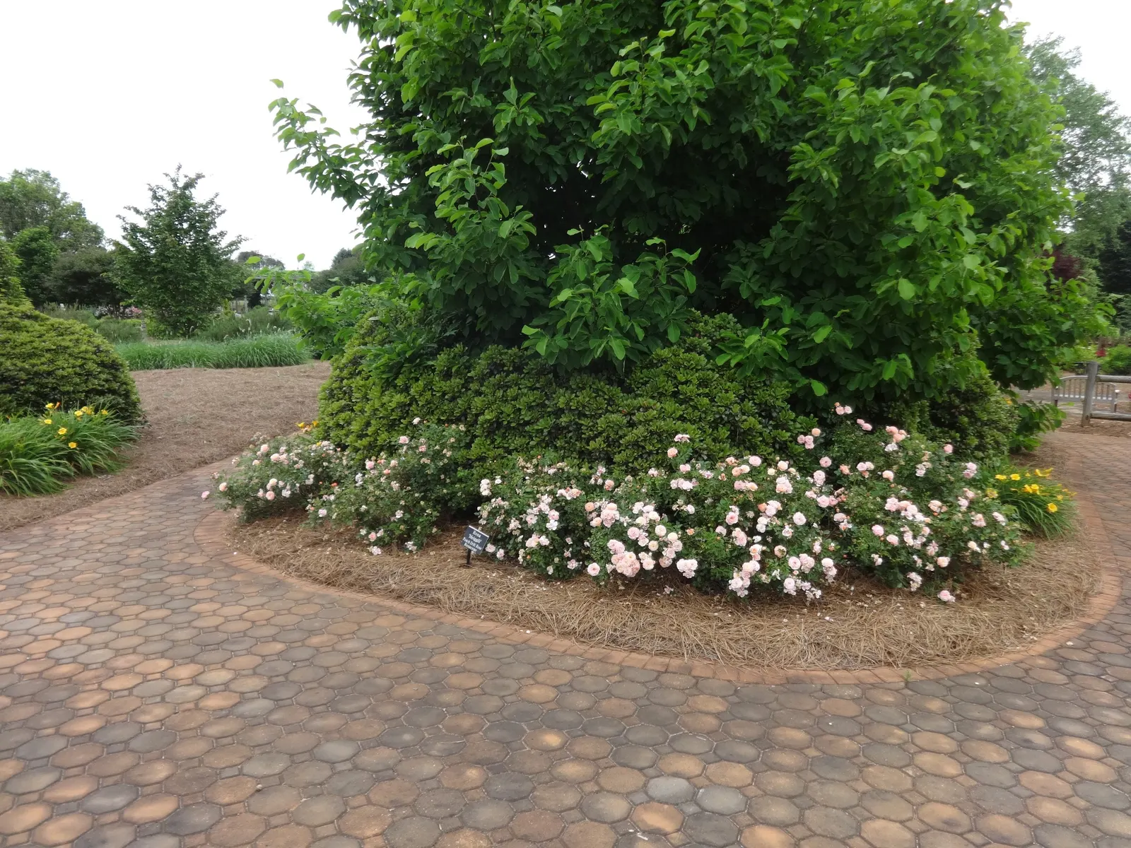 Peach Drift Rose (Rosa 'Peach Drift') — typically reaching a modest height of 1 to 1.5 feet and spreading approximately 2 to 3 feet wide