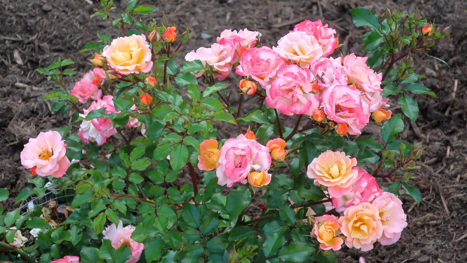 Peach Drift Rose (Rosa 'Peach Drift') — Its compact habit makes it perfect for small gardens