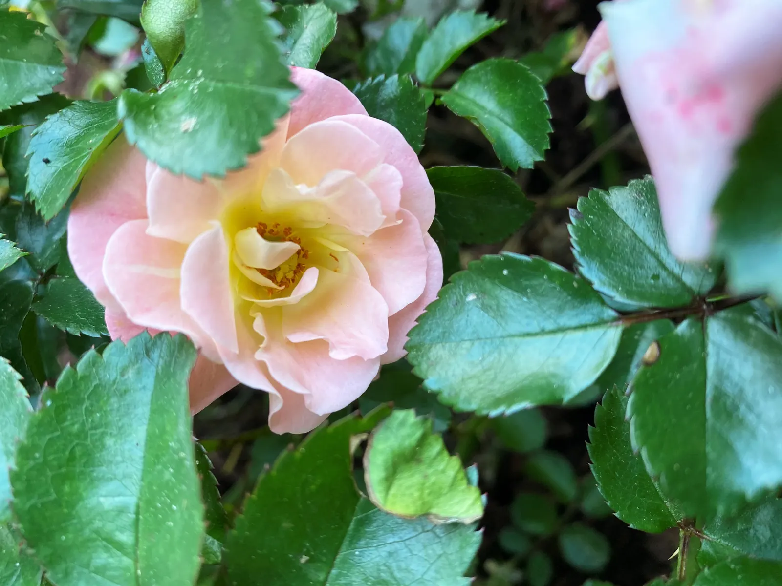 Peach Drift Rose (Rosa 'Peach Drift') — It features abundant, soft peach blooms from spring until frost