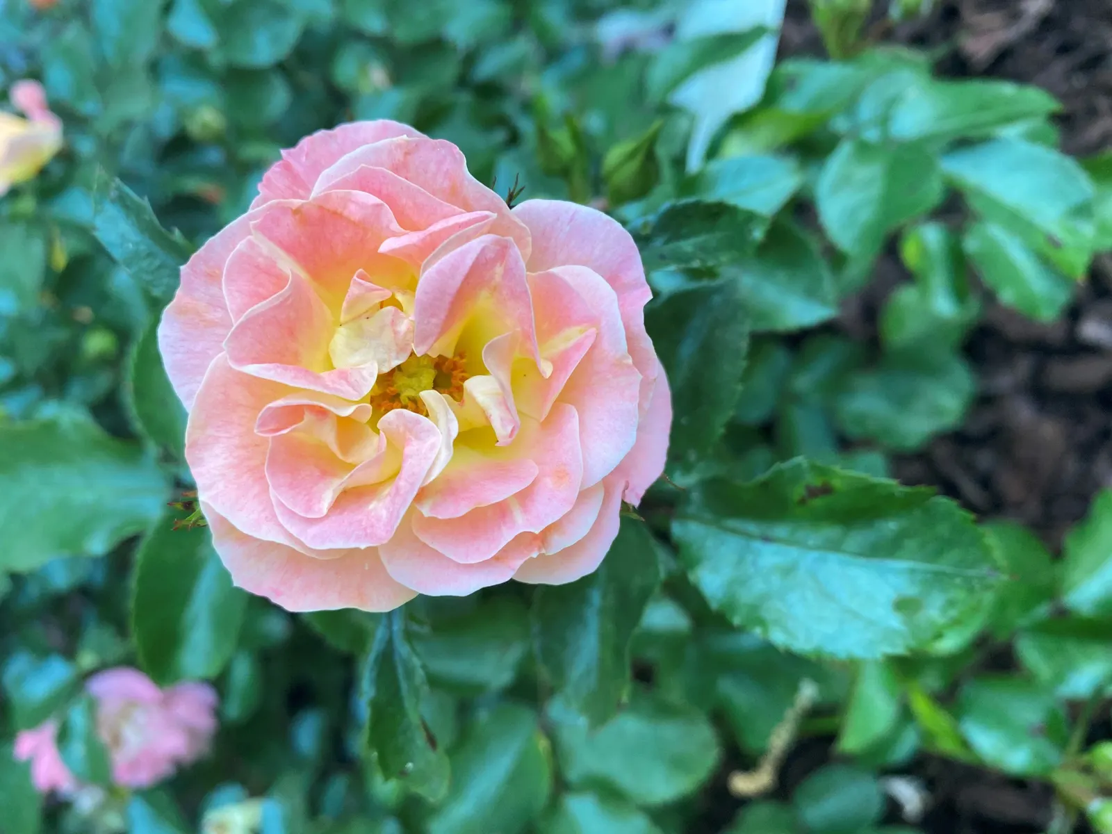 Peach Drift Rose (Rosa 'Peach Drift') — This disease-resistant variety thrives in USDA Zones 4-11, enjoys full sun, and requires moderate watering