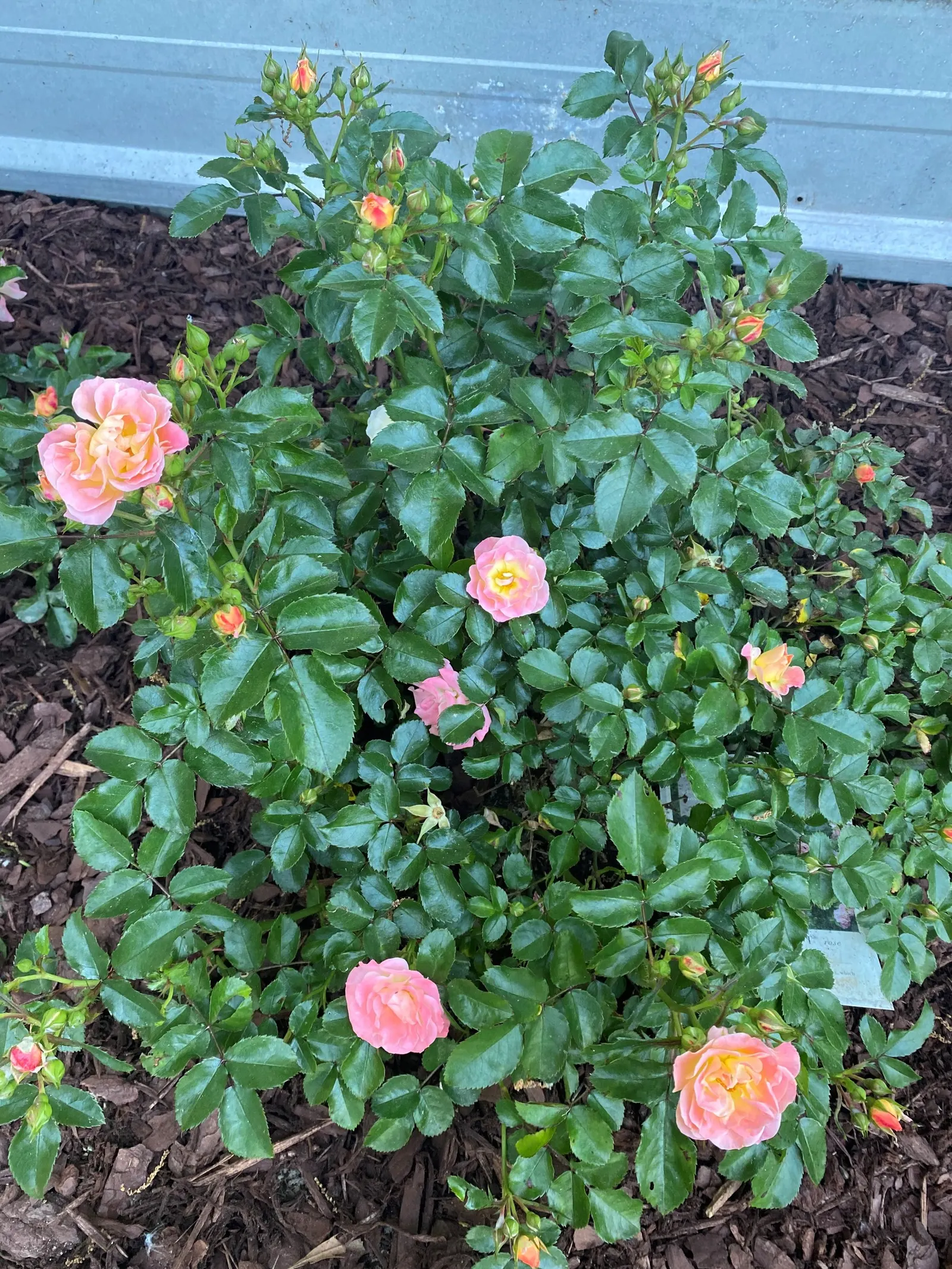 Peach Drift Rose (Rosa 'Peach Drift') — spreading shrub reaching 1.5 feet in height with a 2.5 feet spread