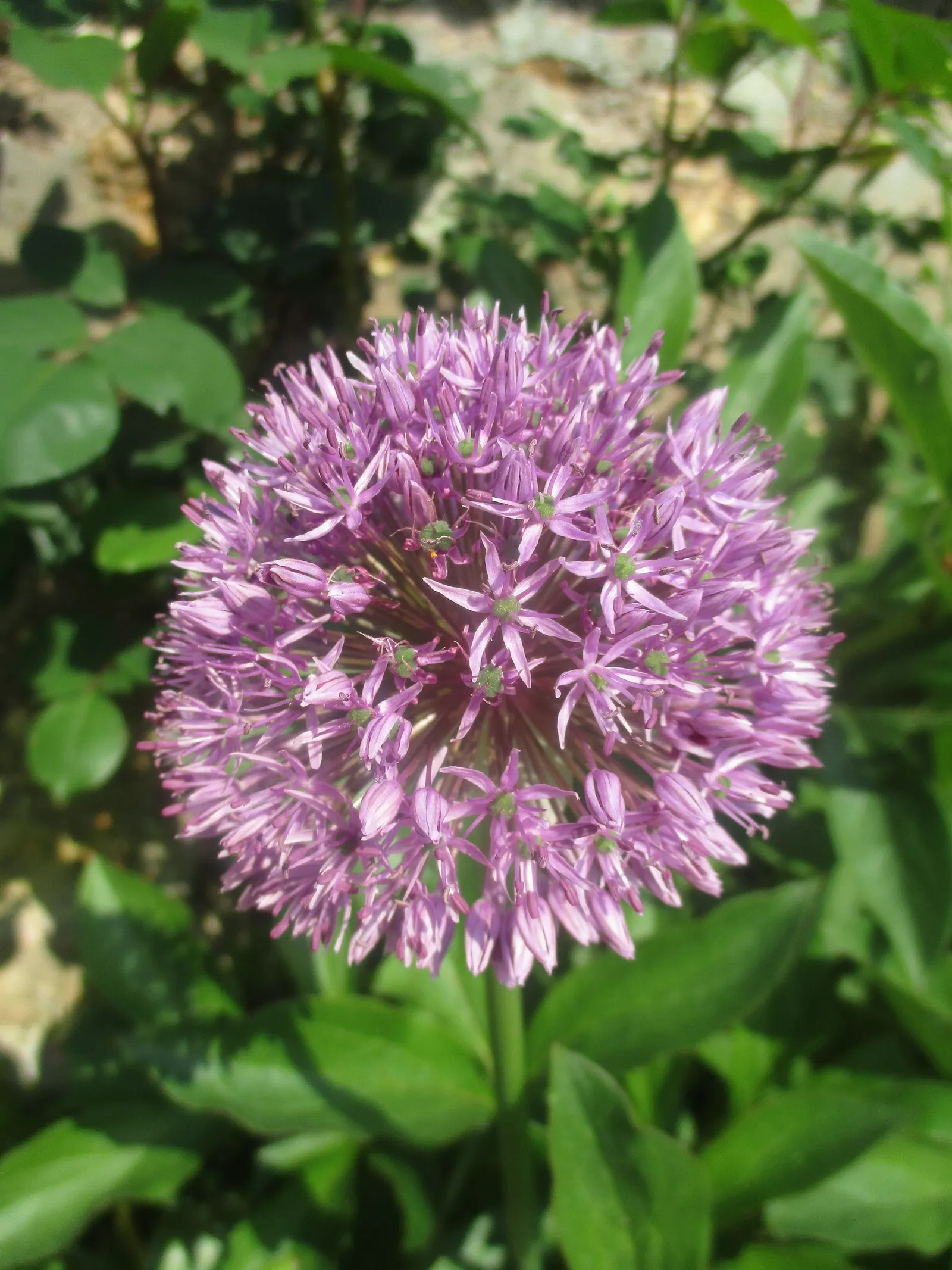 Giganteum Ornamental Onion (Allium 'Giganteum') — enhancing the ecological value of the landscape.<br><br>For care; lavender flowers in the garden