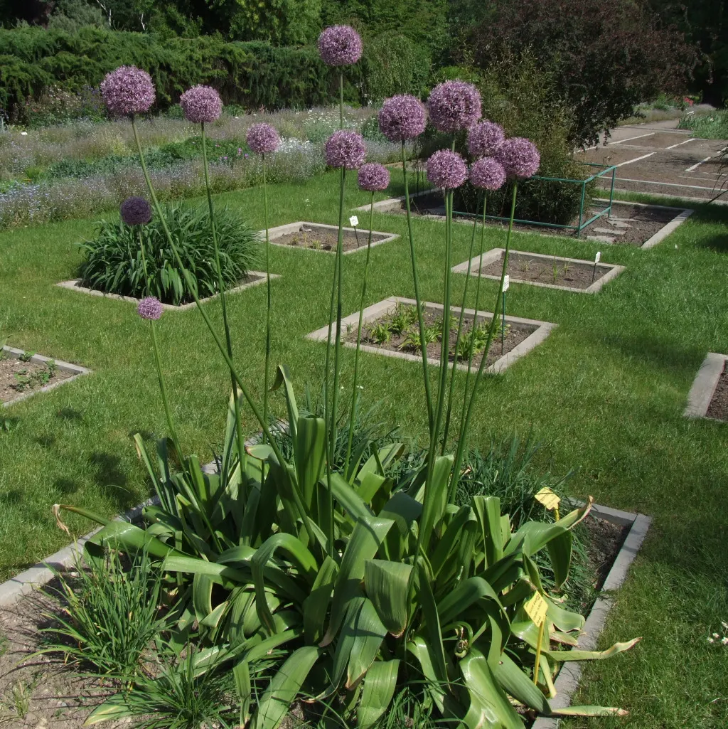 Giganteum Ornamental Onion (Allium 'Giganteum') — bulb with lavender blooms; it adds elegance to floral arrangements
