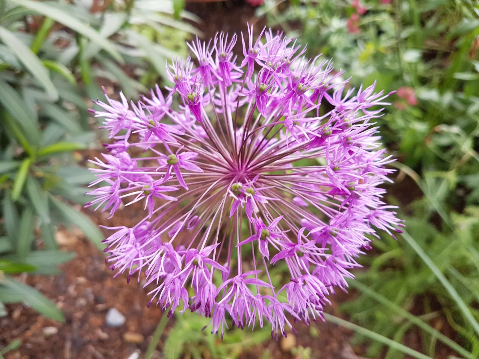 Giganteum Ornamental Onion (Allium 'Giganteum') — deep lilac flowers that create a dramatic focal point in any garden