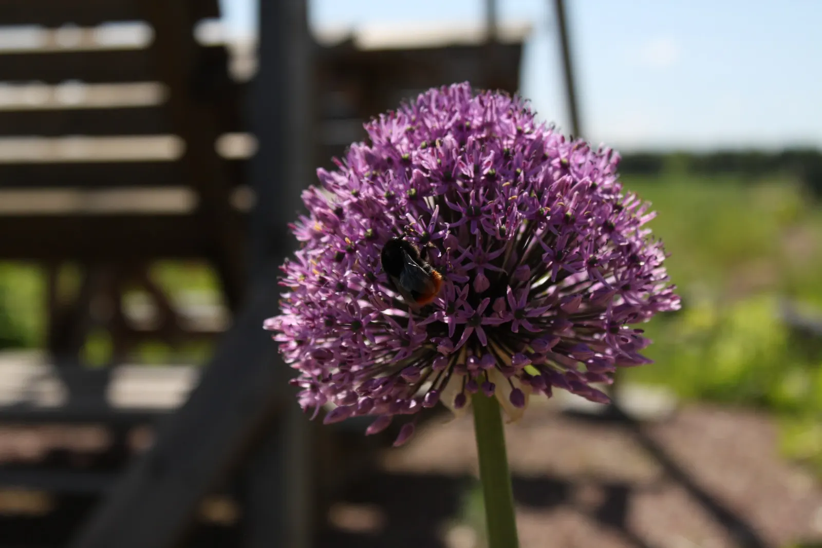 Giganteum Ornamental Onion (Allium 'Giganteum') — adds dramatic flair with its lofty stems rising up to 5 feet tall; deep lilac flowers that create, image 52