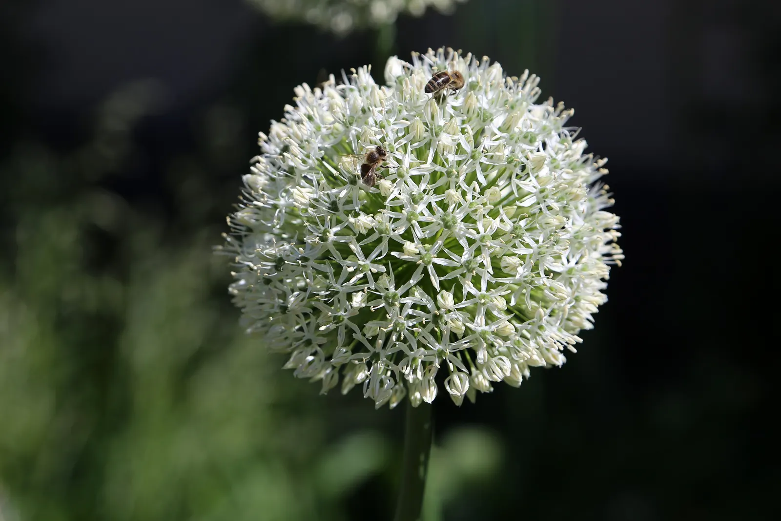 Giganteum Ornamental Onion (Allium 'Giganteum') — it adds elegance to floral arrangements