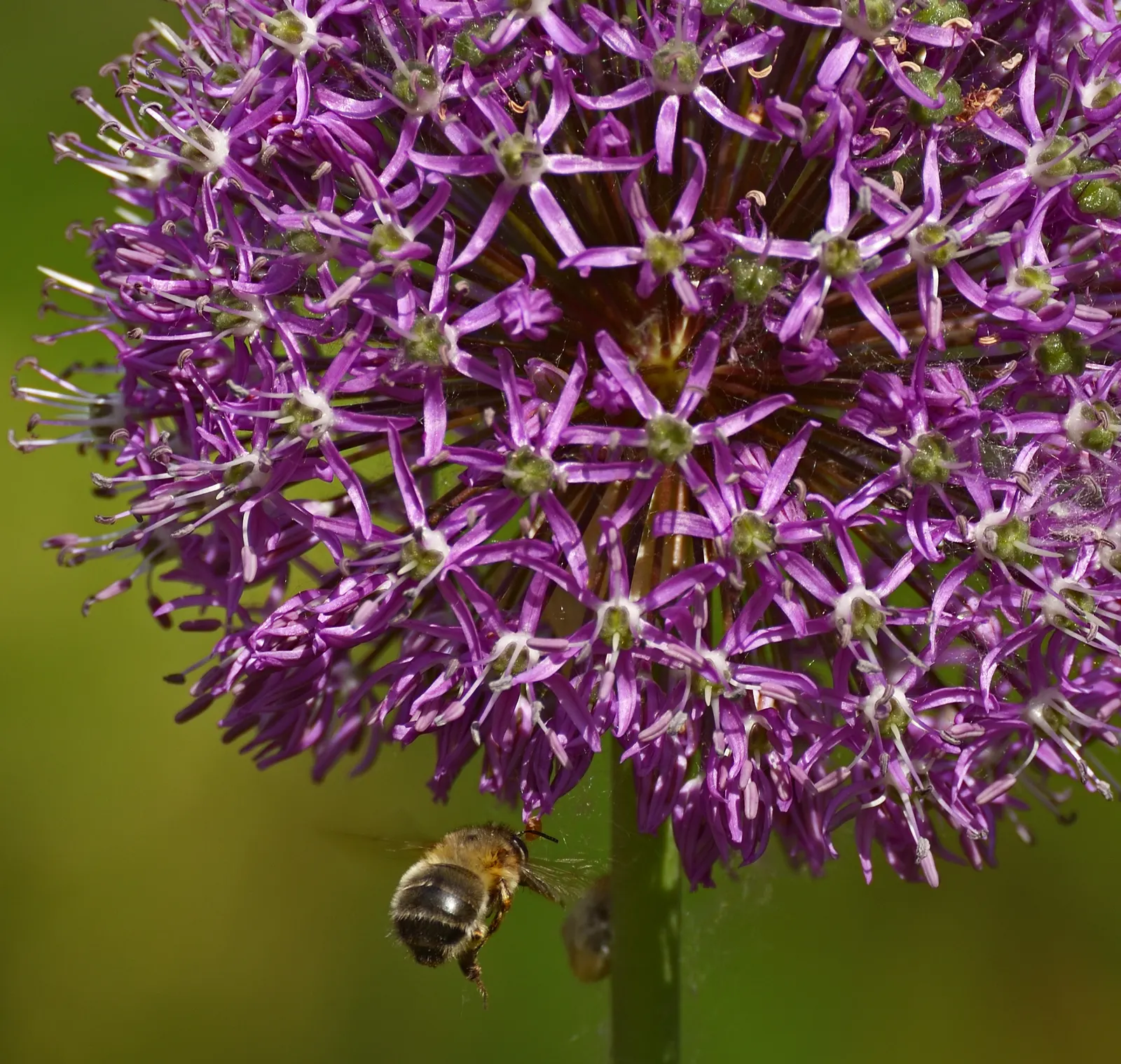 Giganteum Ornamental Onion (Allium 'Giganteum') — this plant typically reaches heights of 3 to 5 feet; the Giganteum Ornamental Onion also attracts, image 60