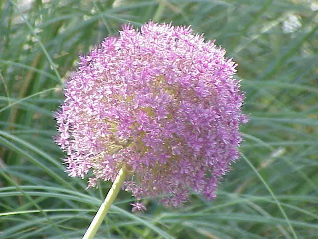 Giganteum Ornamental Onion (Allium 'Giganteum') — Deadheading is not necessary, as the seed heads also provide a unique winter interest