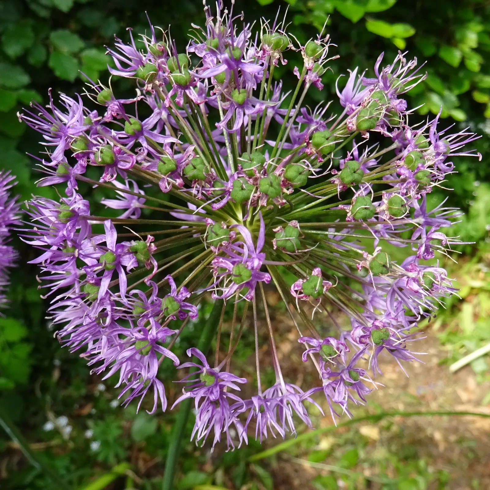 Giganteum Ornamental Onion (Allium 'Giganteum') — is a striking and statuesque bulbous perennial renowned for its impressive spherical blooms; each spherical