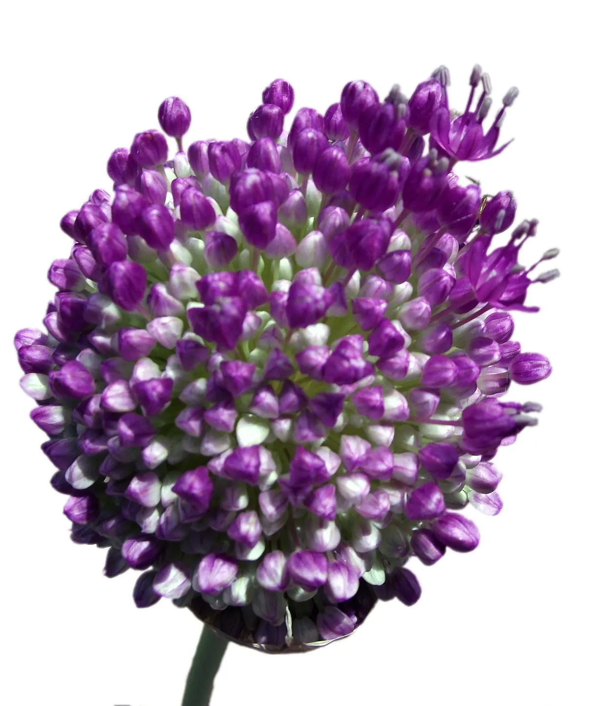 Giganteum Ornamental Onion (Allium 'Giganteum') — lavender flowers in the garden; is a striking and statuesque bulbous perennial renowned for its impressive