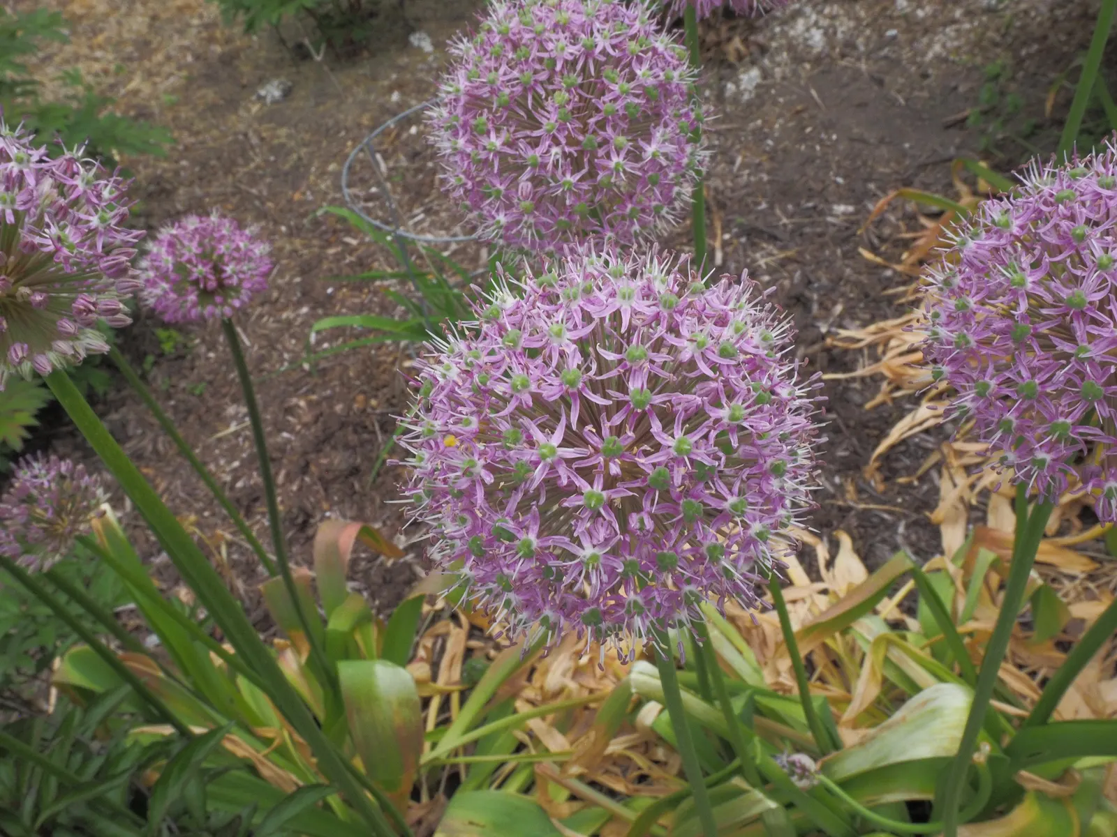 Giganteum Ornamental Onion (Allium 'Giganteum') — deep lilac flowers that create a dramatic focal point in any garden; bulb with lavender blooms