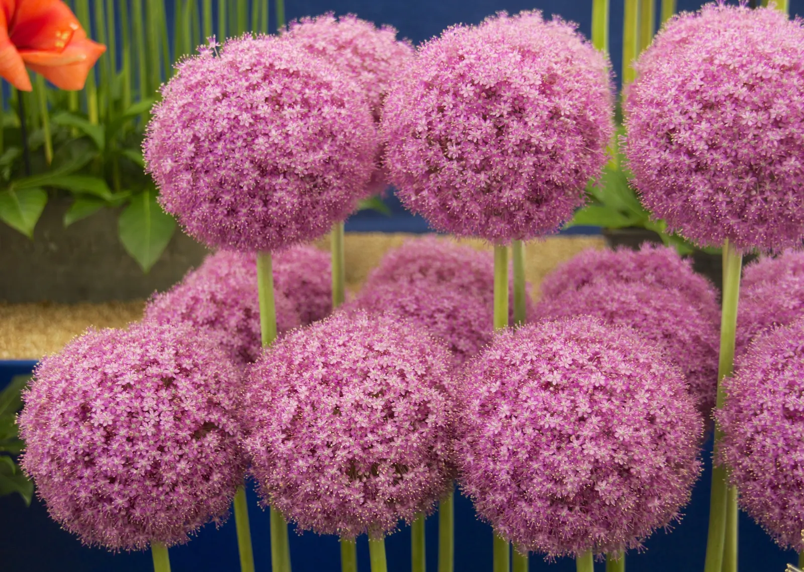 Giganteum Ornamental Onion (Allium 'Giganteum') — or Giant Ornamental Onion