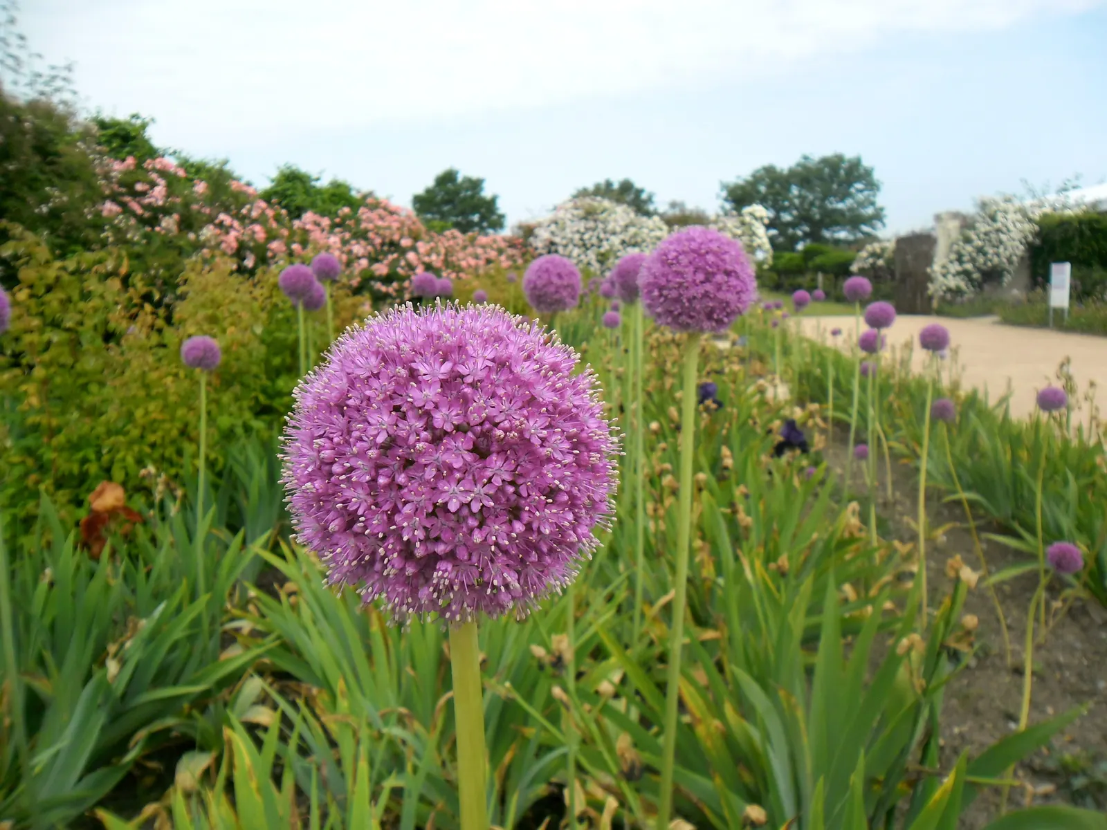 Giganteum Ornamental Onion (Allium 'Giganteum') — Flowering in late spring to early summer