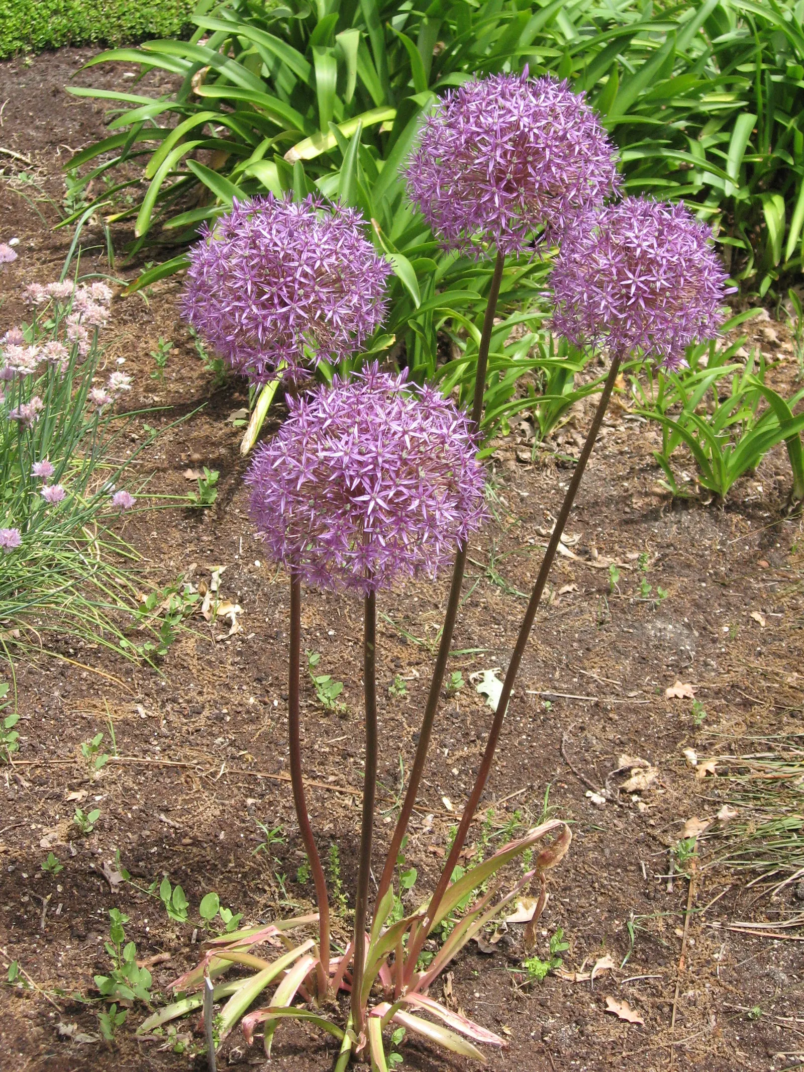Giganteum Ornamental Onion (Allium 'Giganteum') — commonly known as Giganteum Ornamental Onion