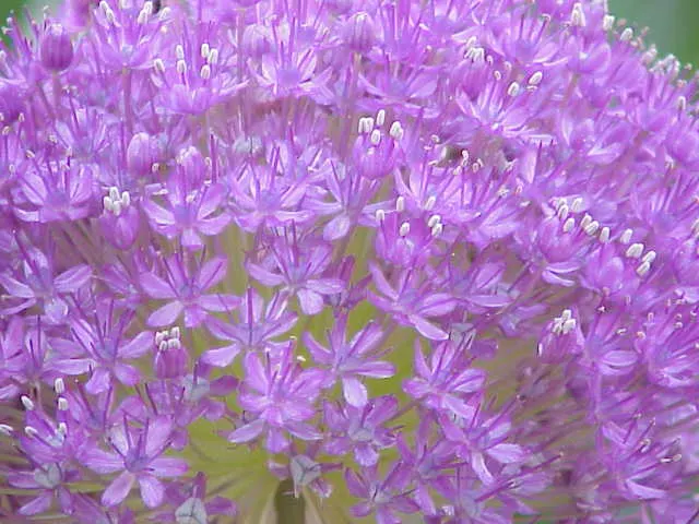 Giganteum Ornamental Onion (Allium 'Giganteum') — Each spherical bloom clusters, roughly 6-8 inches in diameter, boast countless star-shaped purple, image 53