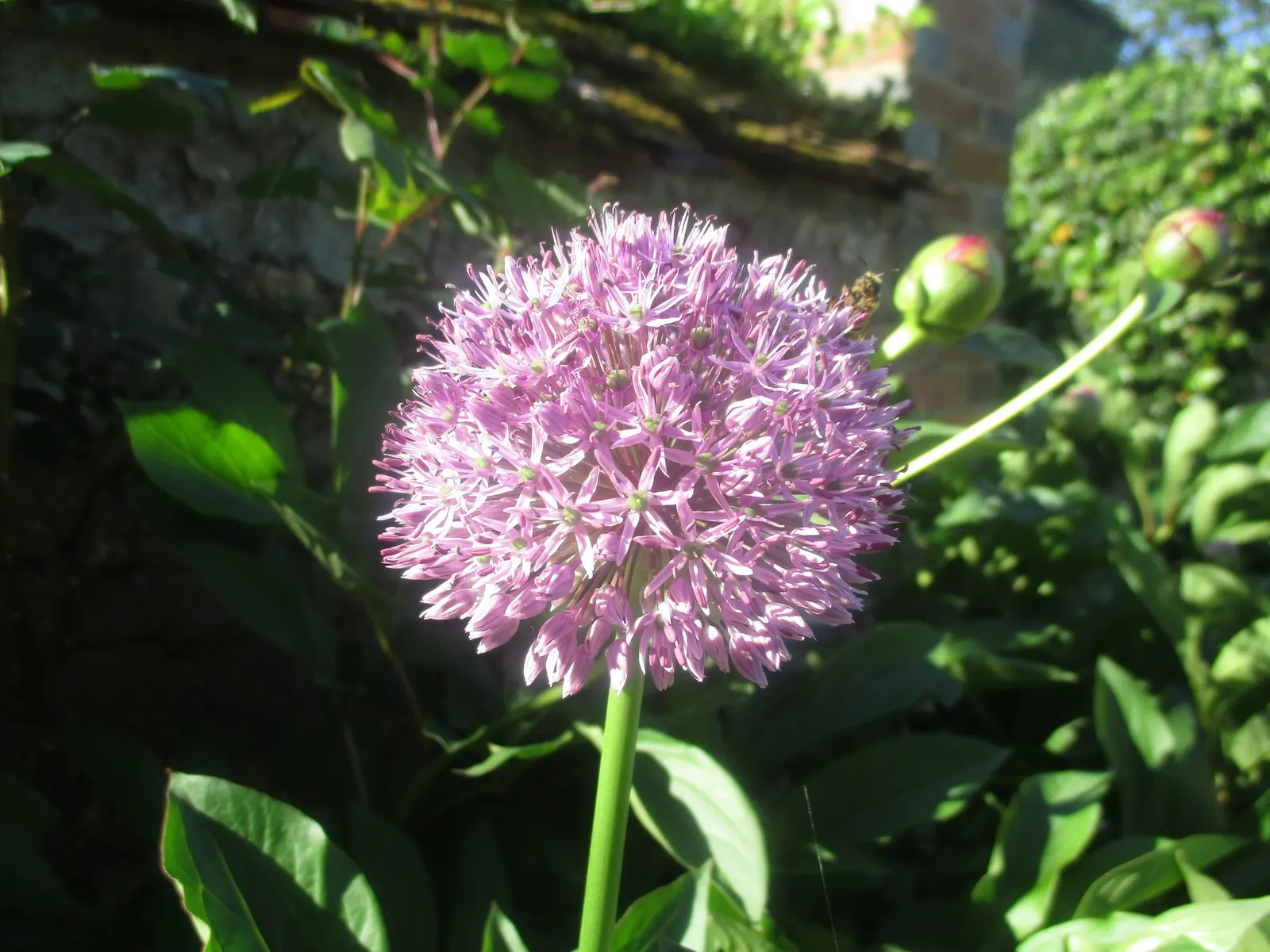 Giganteum Ornamental Onion (Allium 'Giganteum') — It is hardy in USDA zones 5 through 8, making it a versatile choice for a variety of landscapes; deadheading
