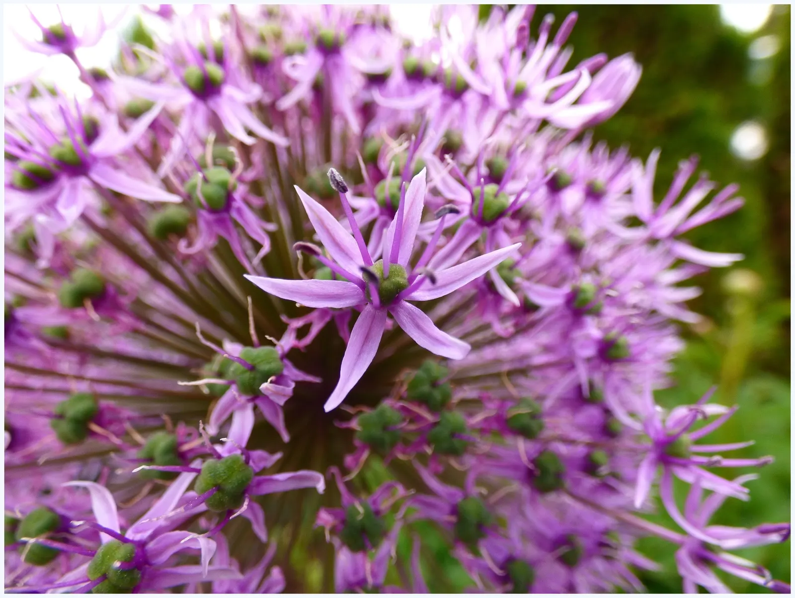 Giganteum Ornamental Onion (Allium 'Giganteum') — potentially providing an increased presence in the landscape over time