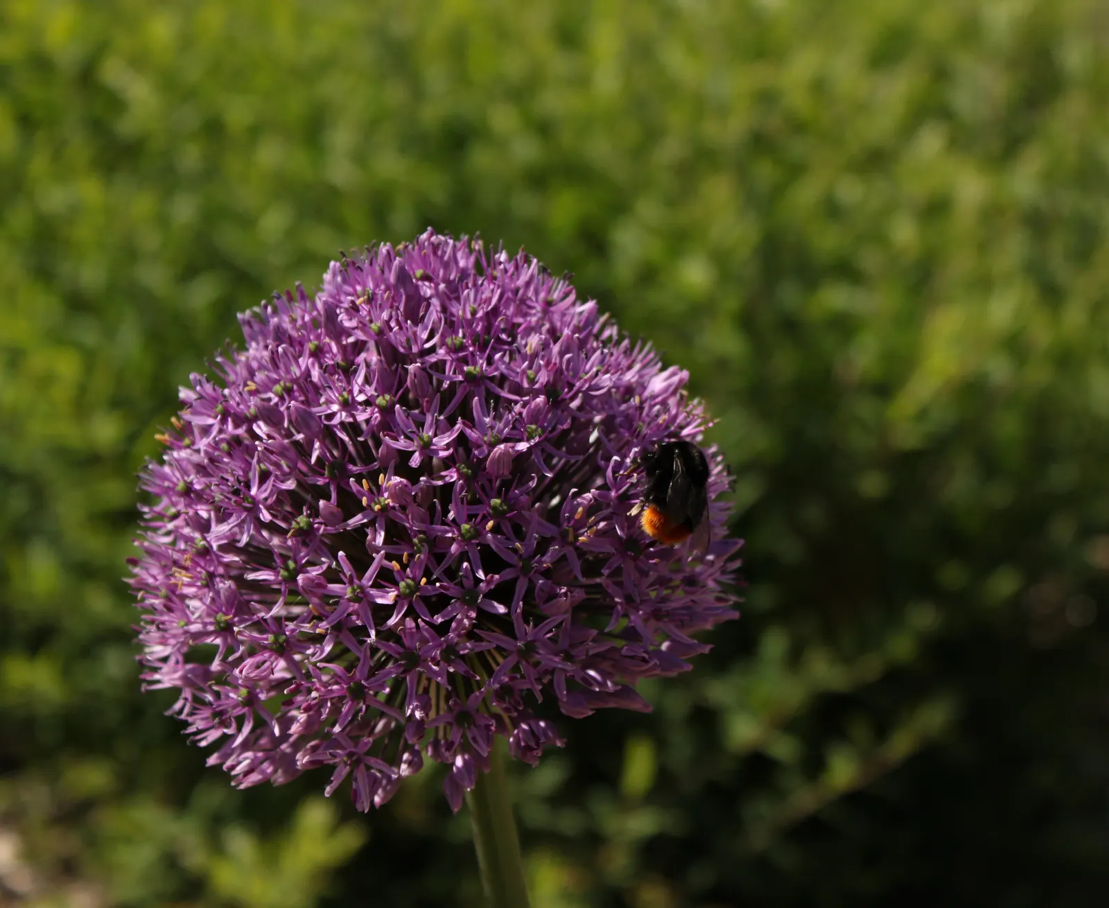 Giganteum Ornamental Onion (Allium 'Giganteum') — minimal maintenance is required; flowering in late spring to early summer